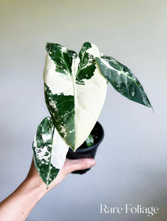 Alocasia Frydek Variegated 4”