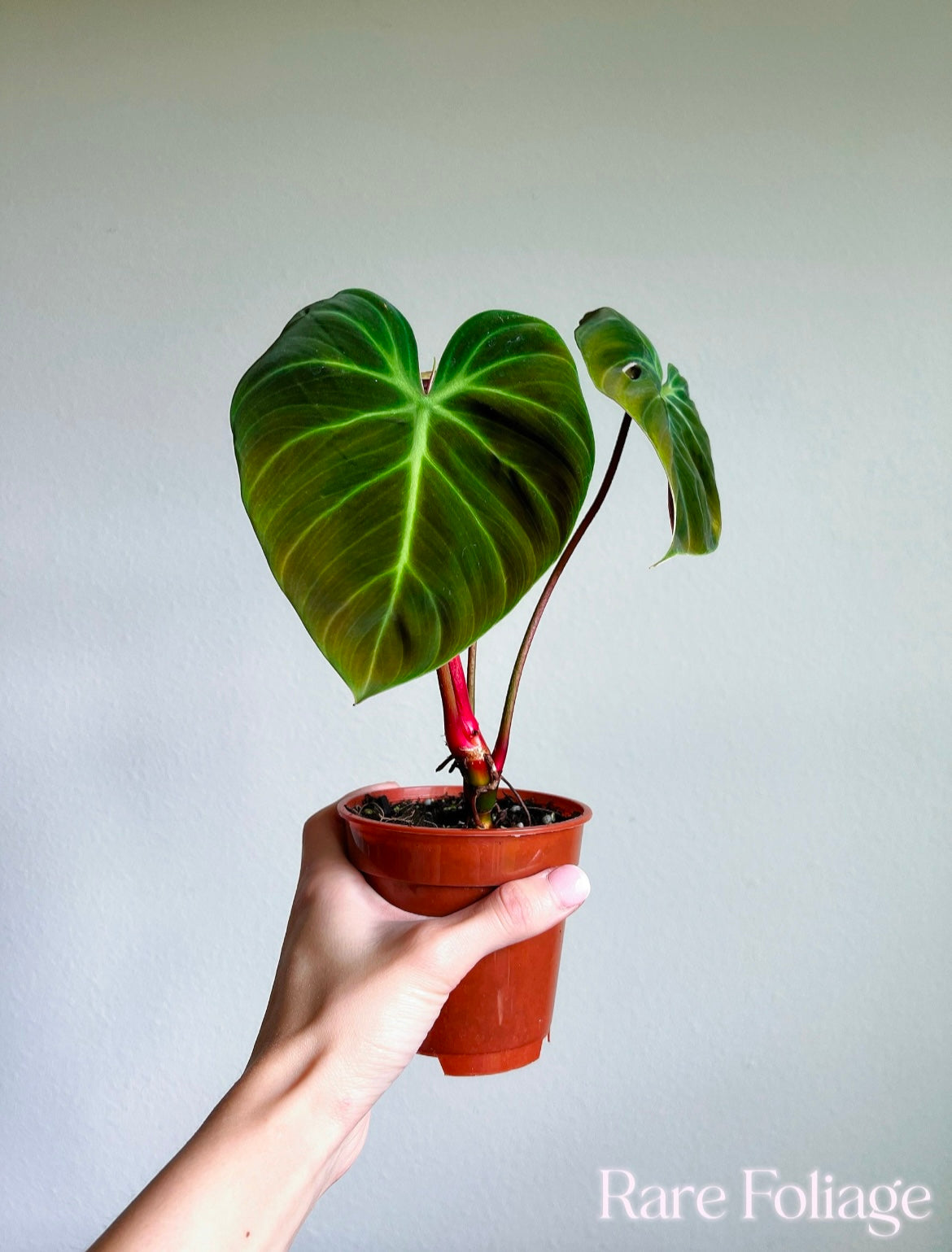 Philodendron El Choco Red