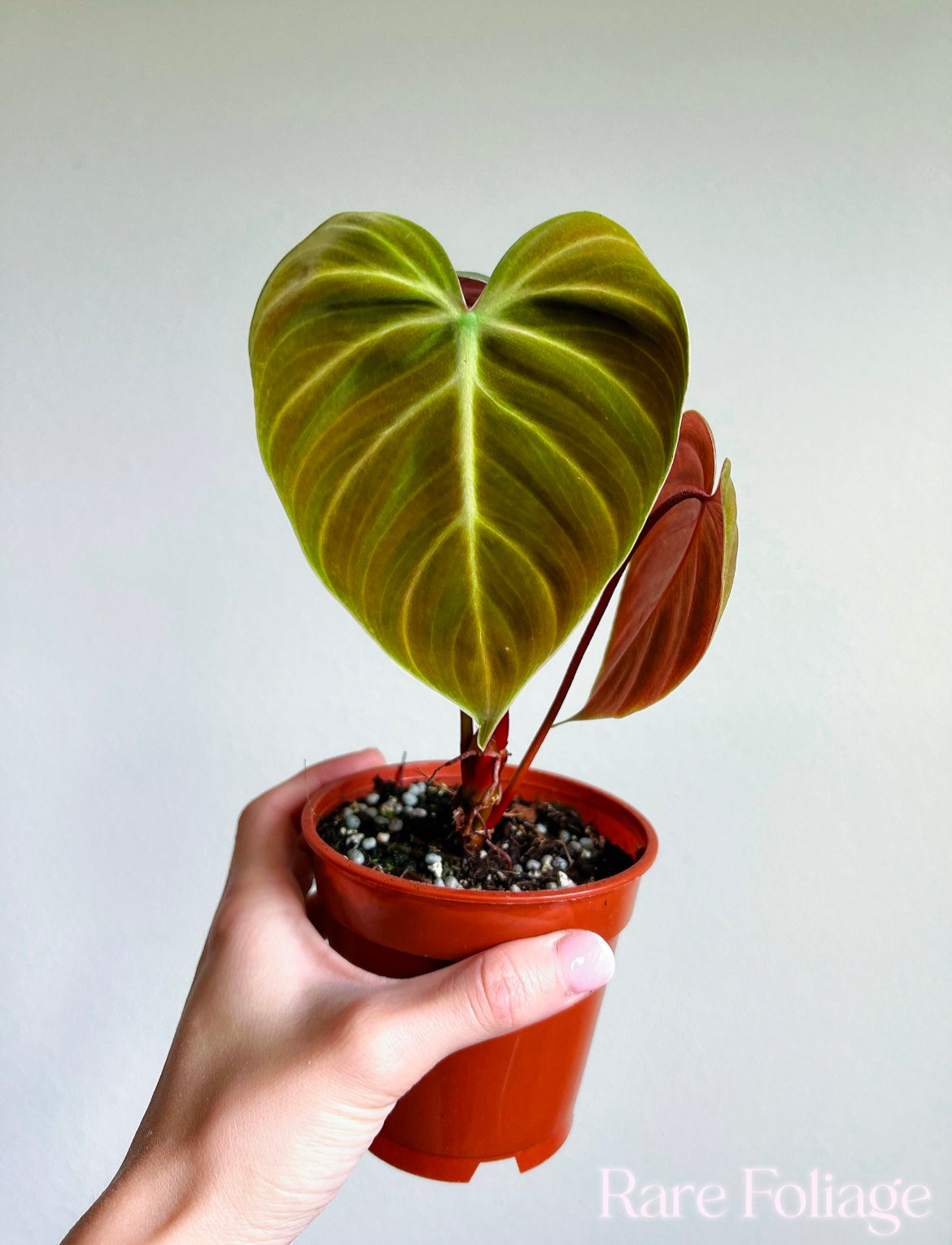 Philodendron El Choco Red