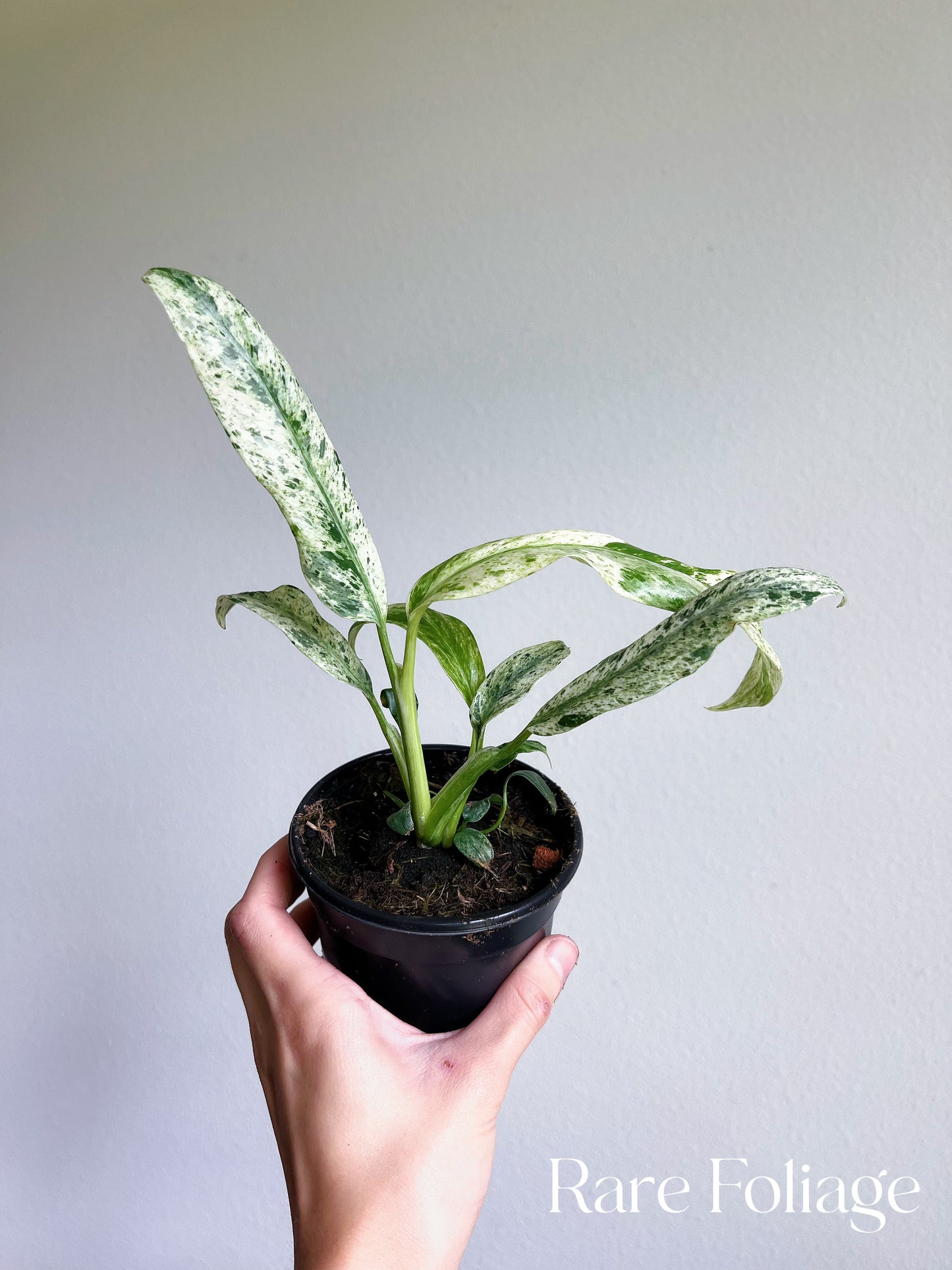 Epipremnum Giganteum Variegated 4”