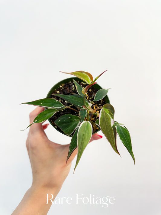 Philodendron Halo Micans Variegated 4” Plant
