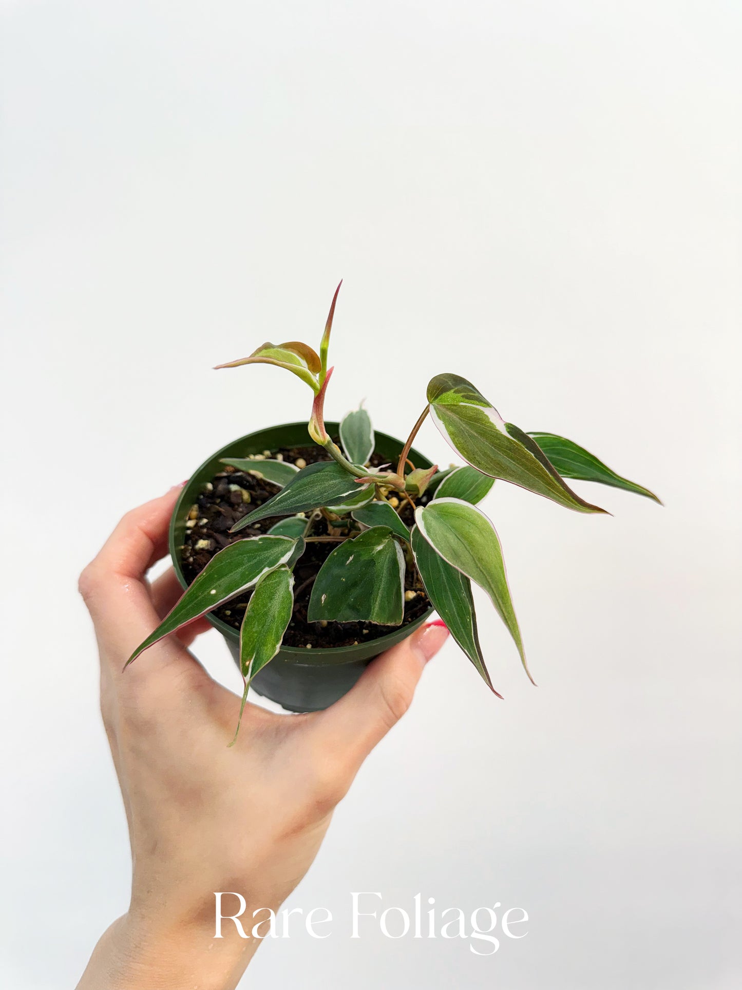 Philodendron Halo Micans Variegated 4” Plant