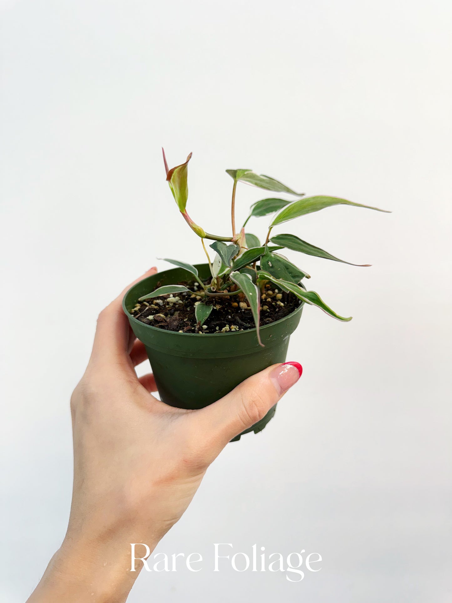 Philodendron Halo Micans Variegated 4” Plant