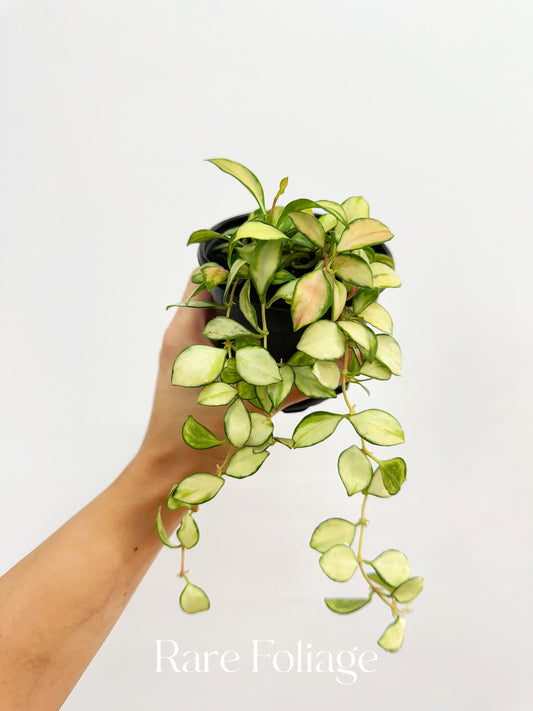 Hoya Heuschkeliana Variegata 4”