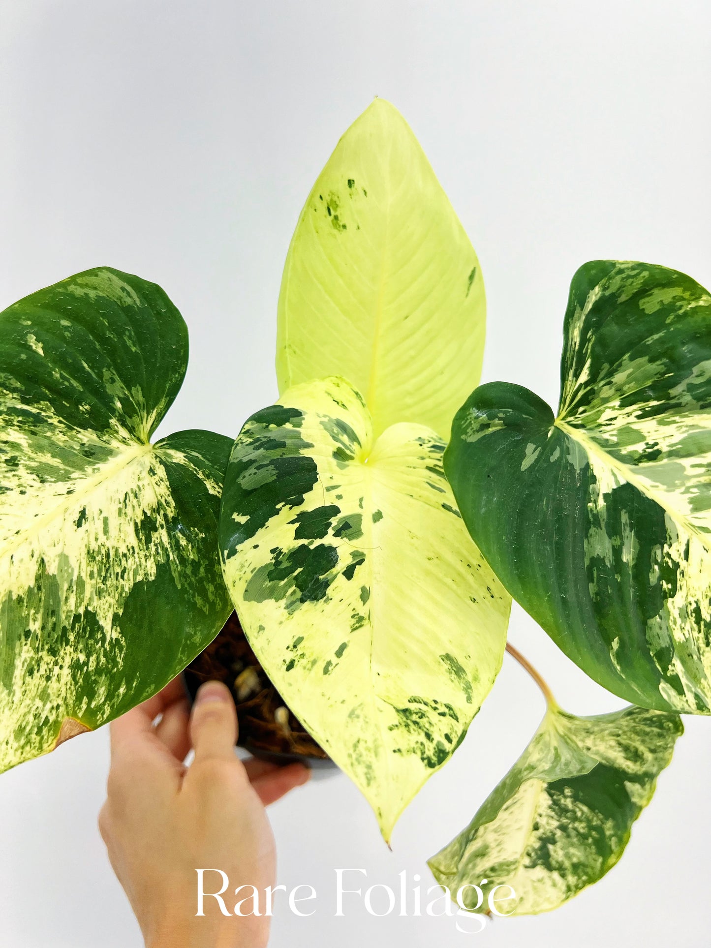 Homalomena Java Variegated 6” Exact Plant