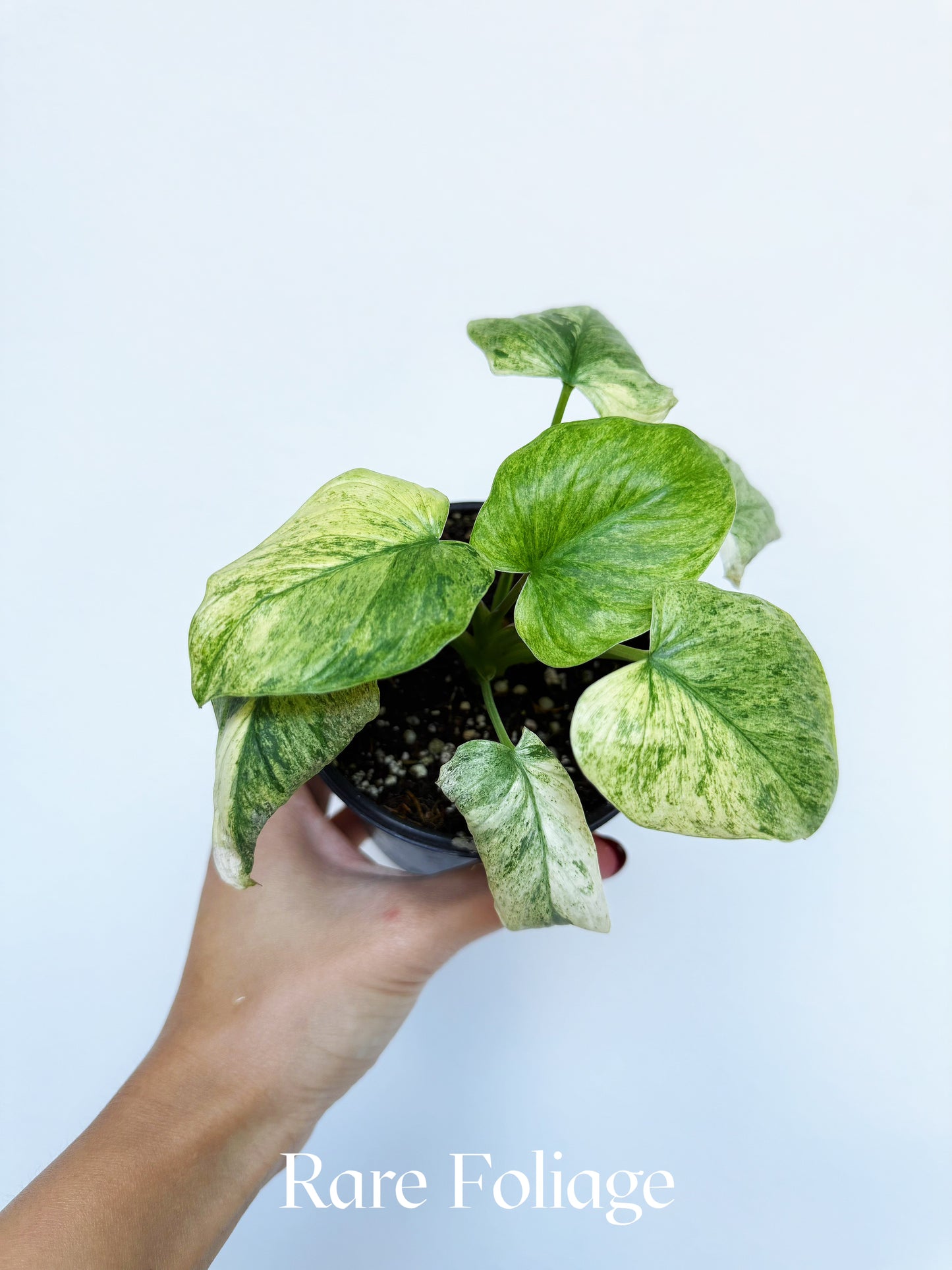 Homalomena Occulta Variegated 4"