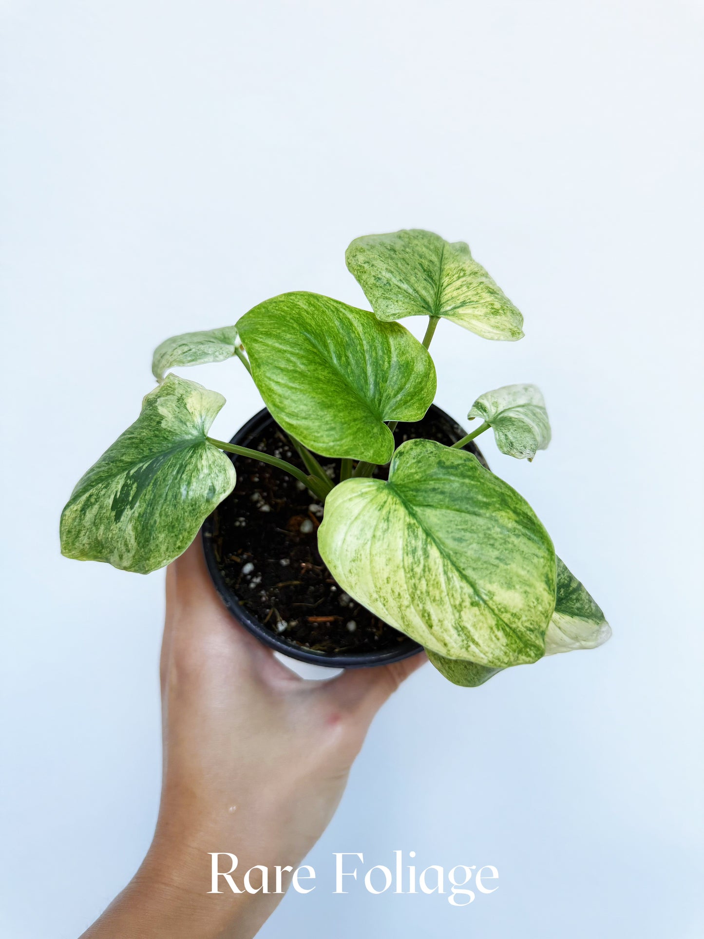 Homalomena Occulta Variegated 4"