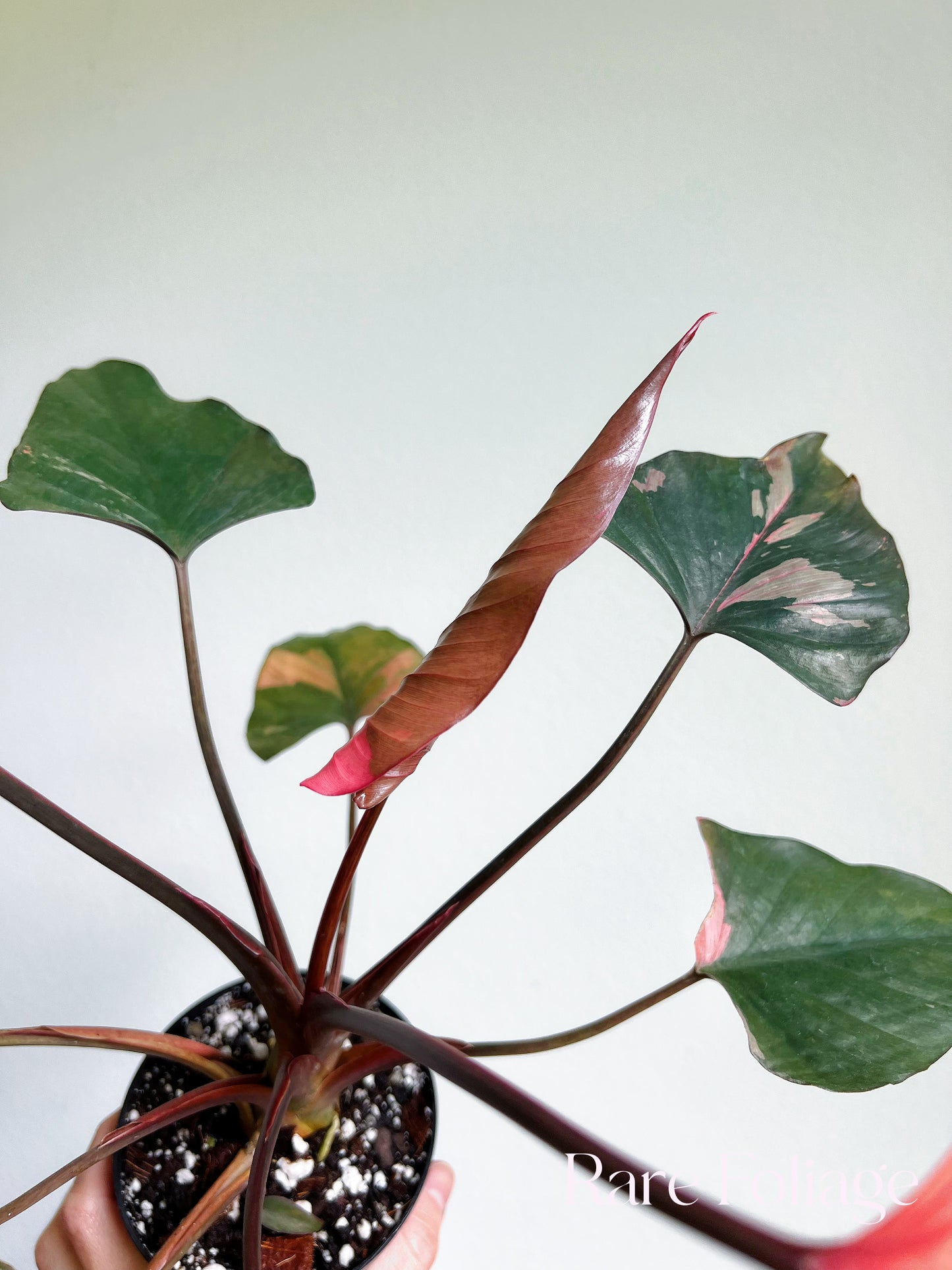 Homalomena Pink Diamond 4” Exact Plant