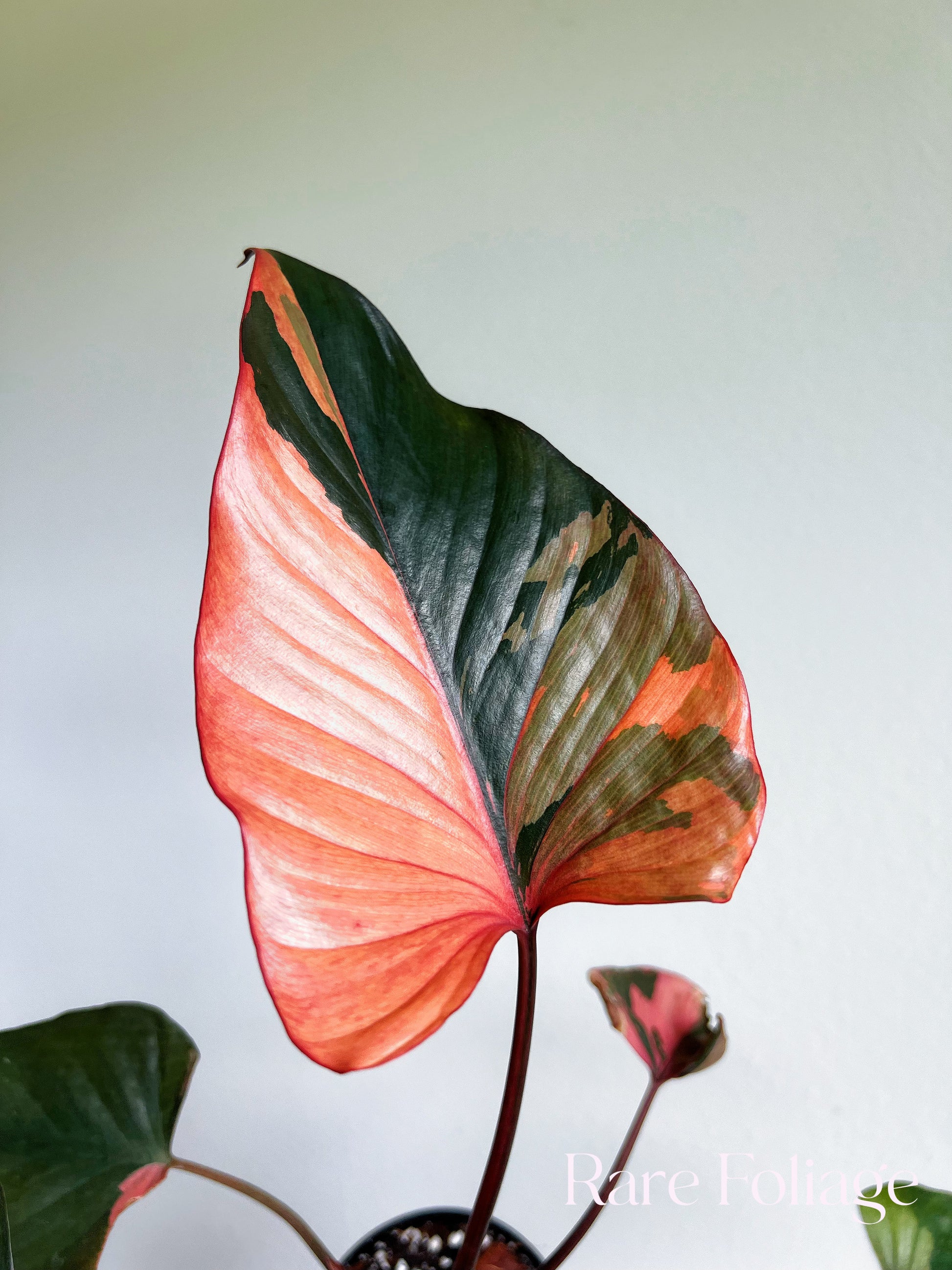 homalomena philodendron Homalomena Pink Diamond 4” Exact Plant – Rare Foliage Plant Co
