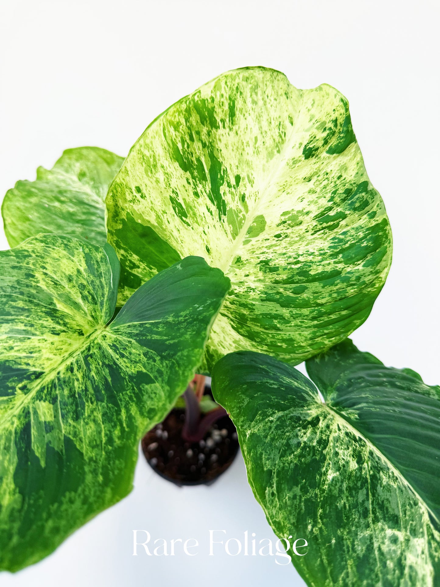Homalomena Red Stem Mint Variegated 4”