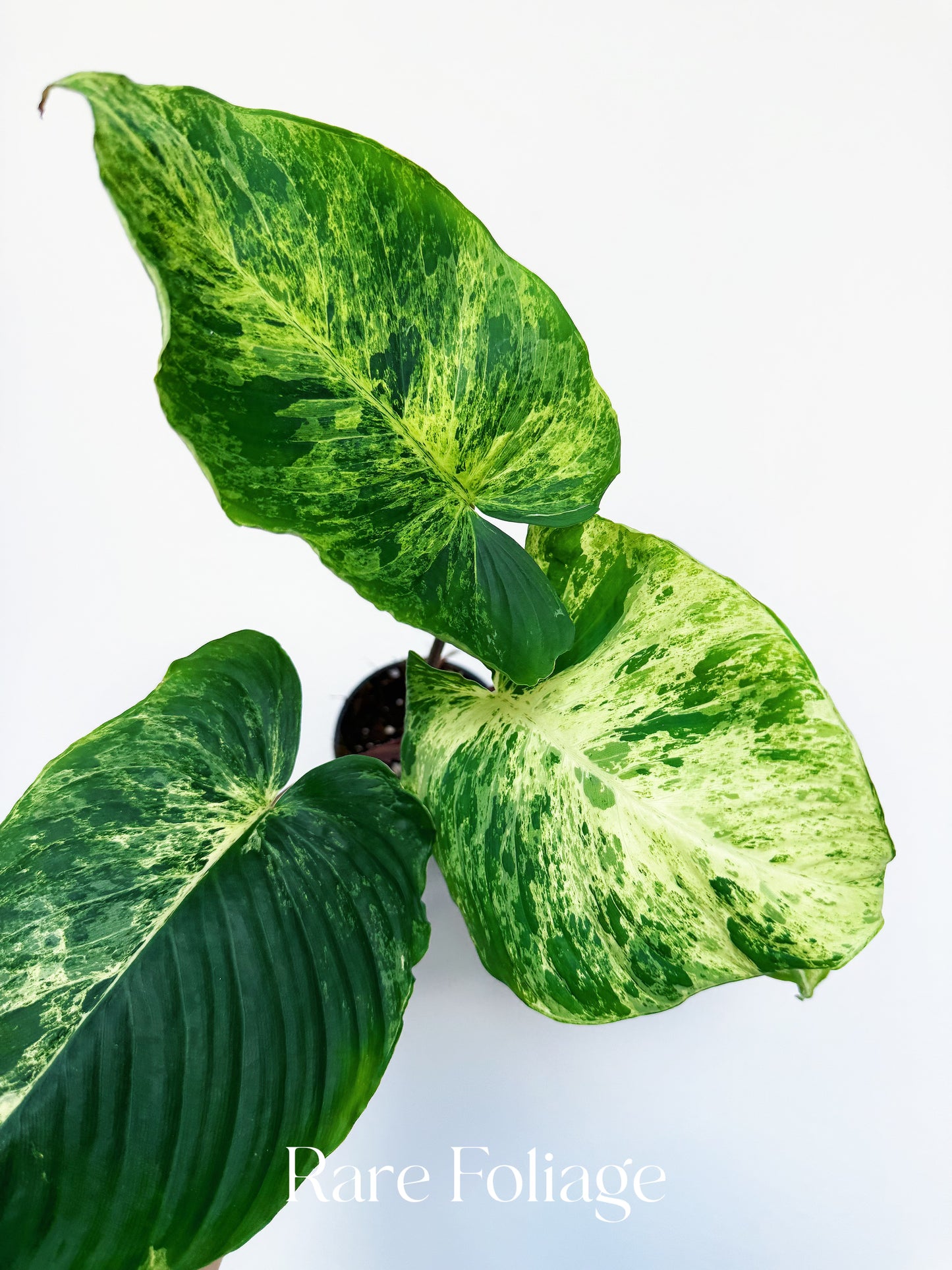 Homalomena Red Stem Mint Variegated 4”