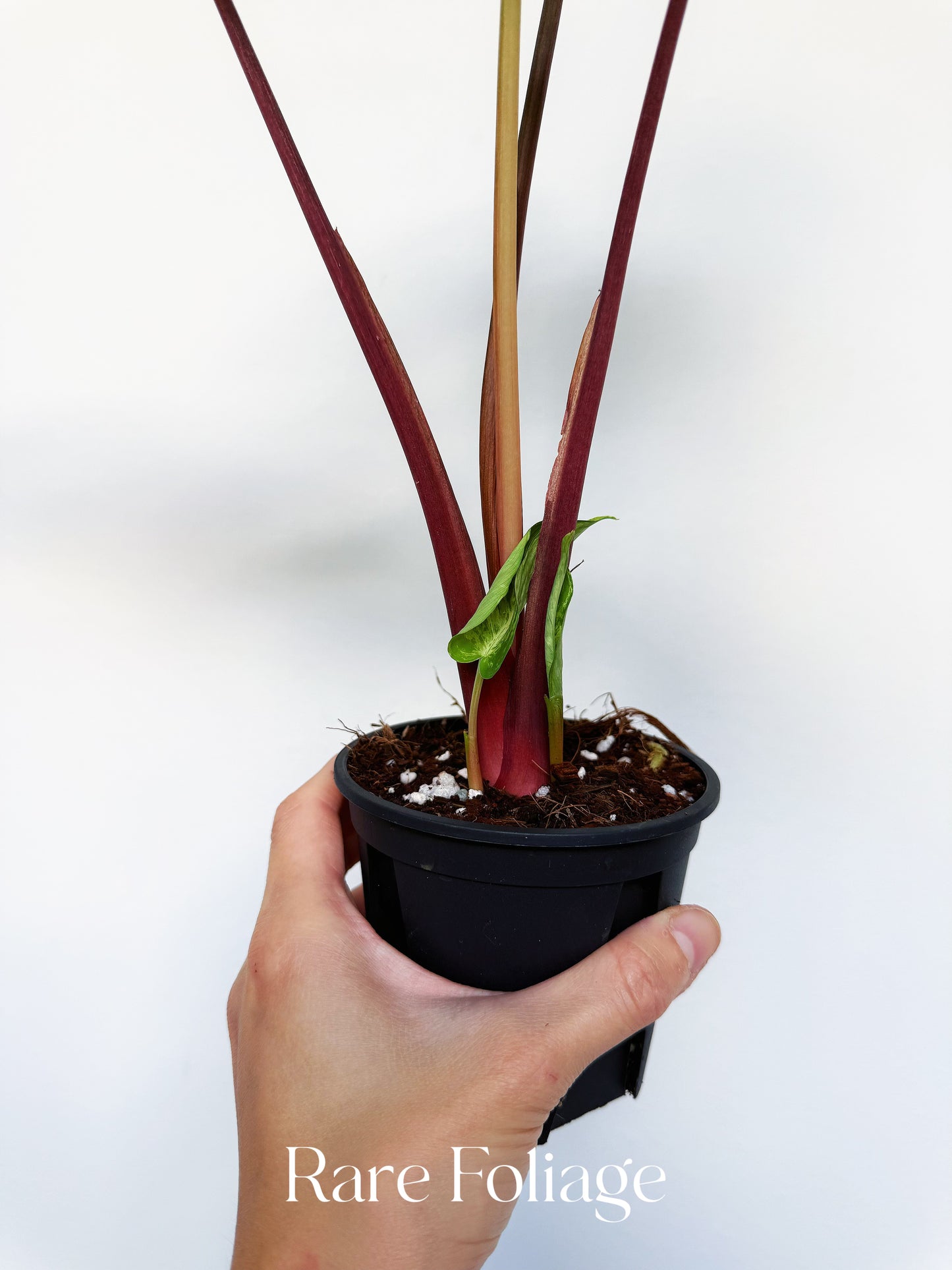 Homalomena Red Stem Mint Variegated 4”