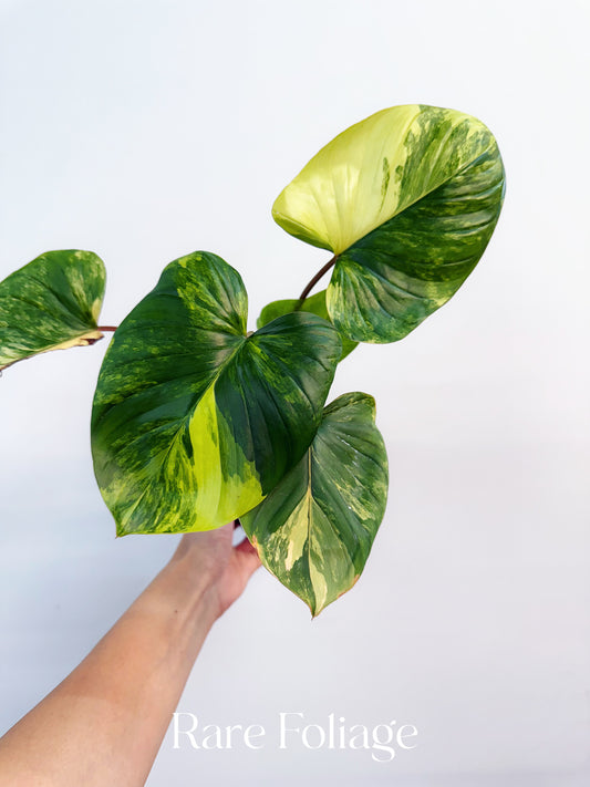 Homalomena Rubescens Variegated 4”