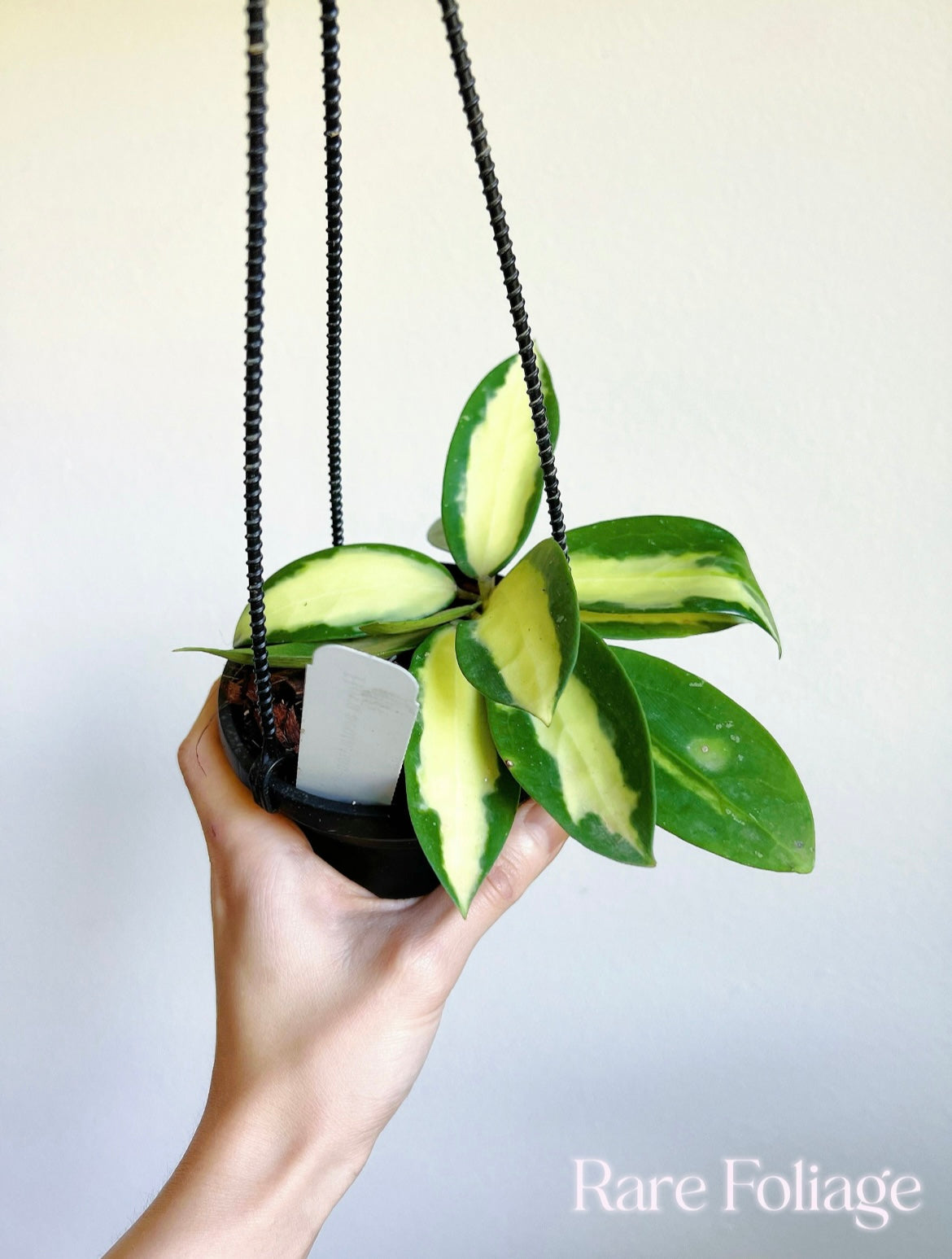 Hoya Acuta Inner Variegated 4" Hanging Basket