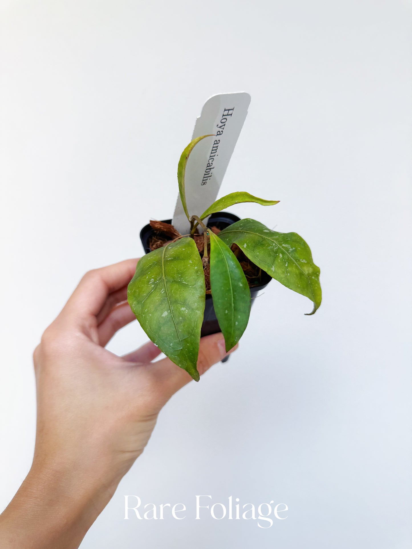 Hoya Amicabillis 3”