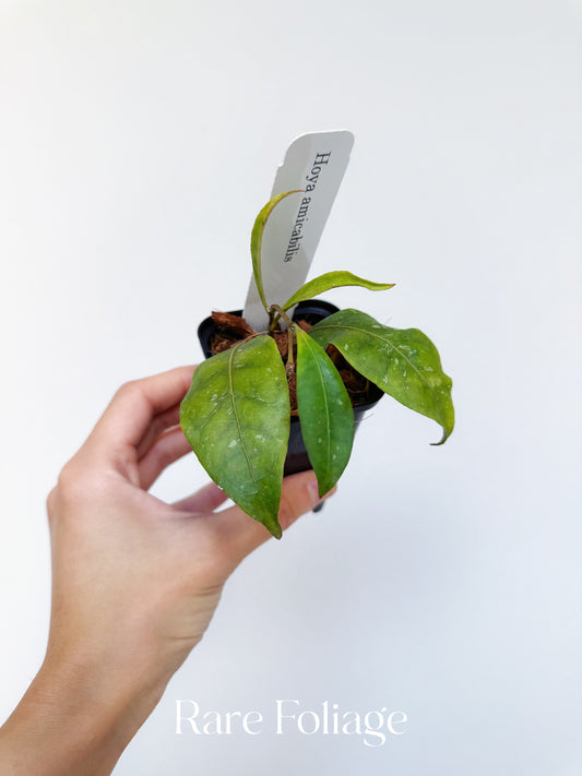 Hoya Amicabillis 3”