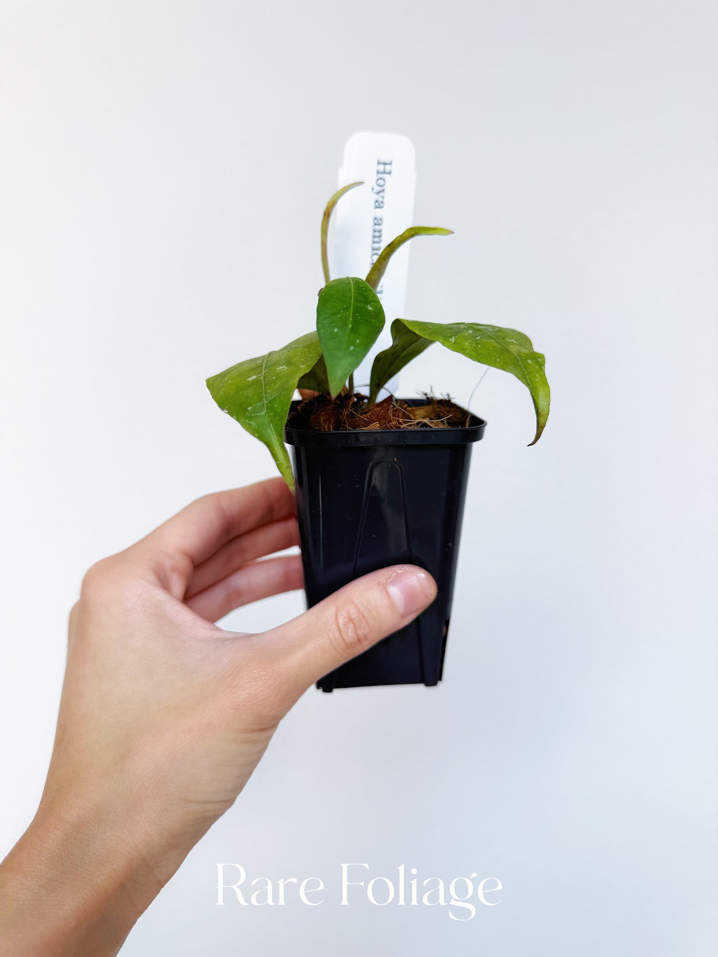 Hoya Amicabillis 3”