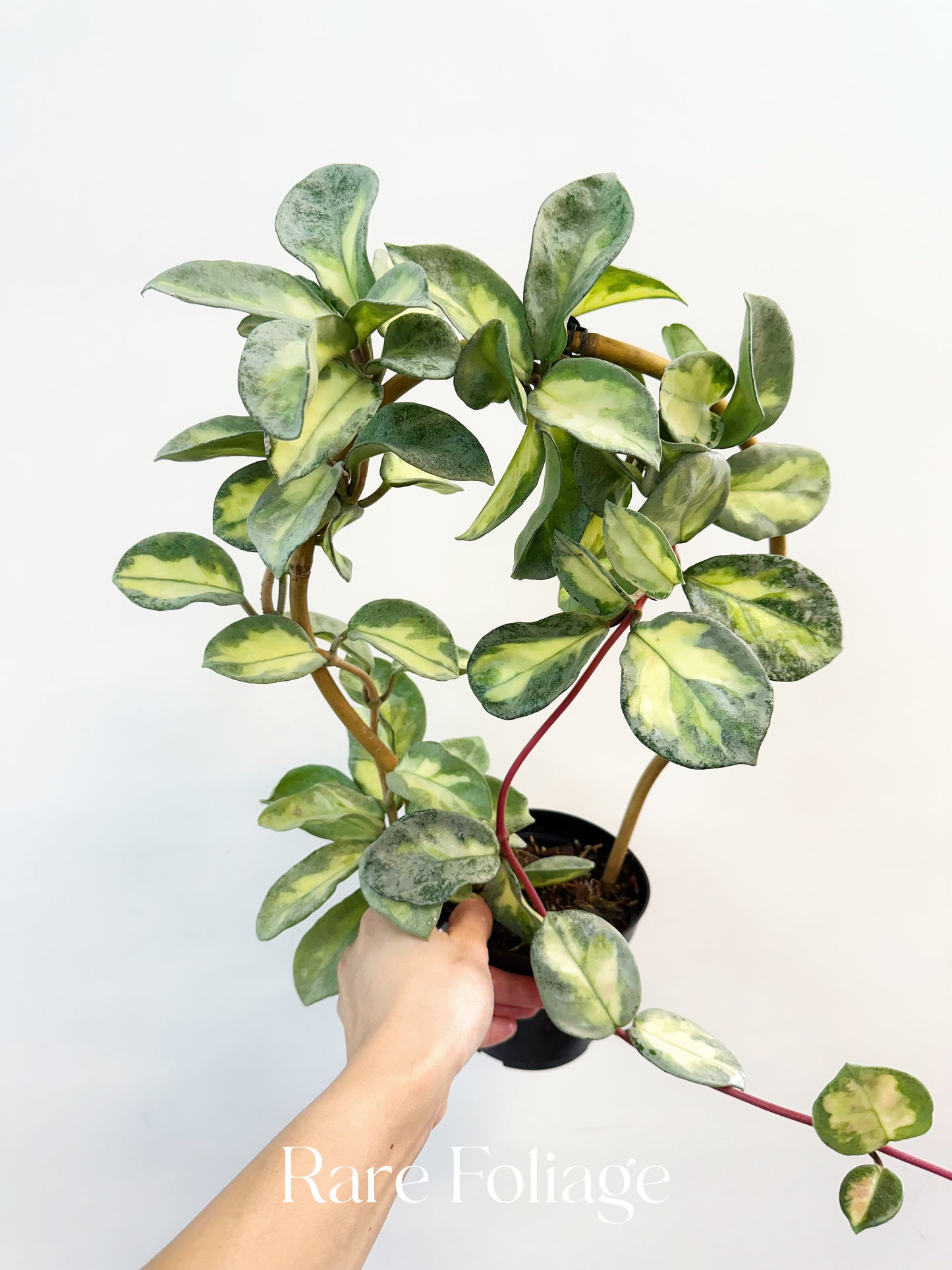 Hoya Argentea Princess 4” XL Exact Plant