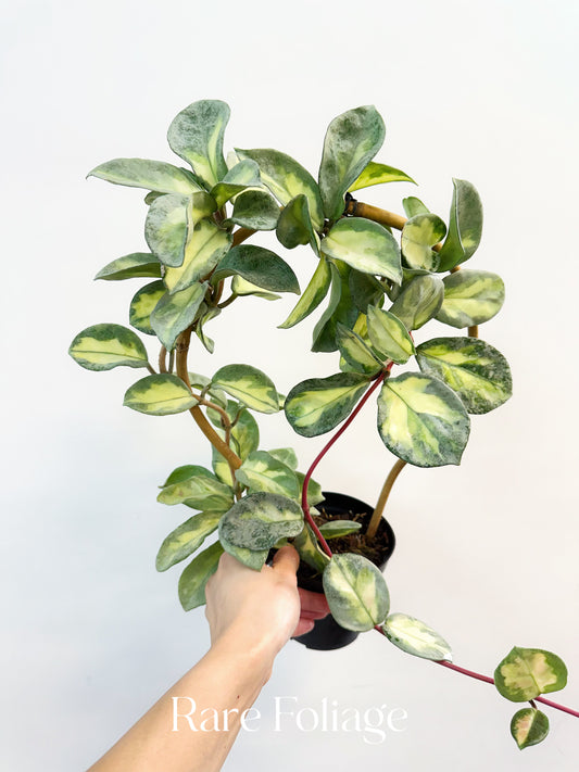 Hoya Argentea Princess 4” XL Exact Plant