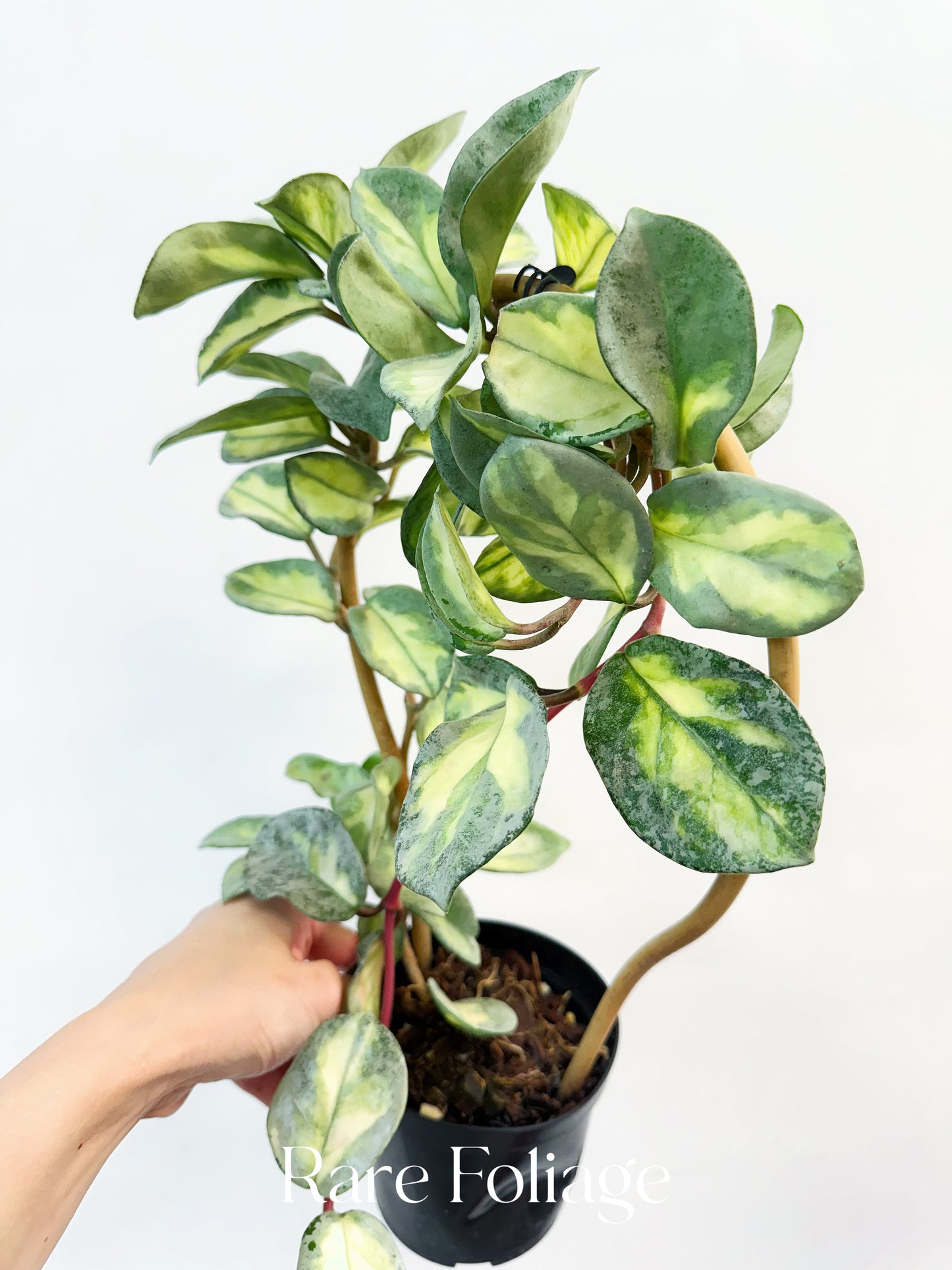 Hoya Argentea Princess 4” XL Exact Plant