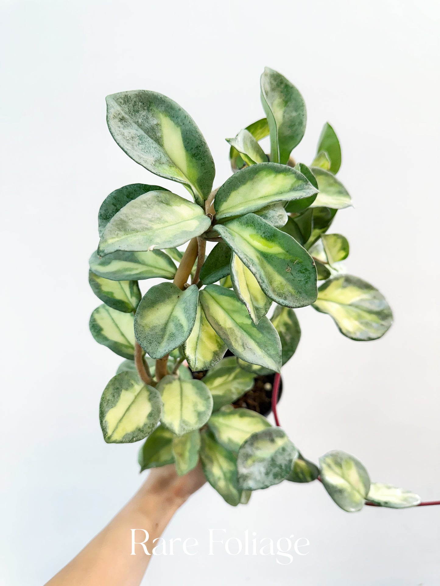 Hoya Argentea Princess 4” XL Exact Plant