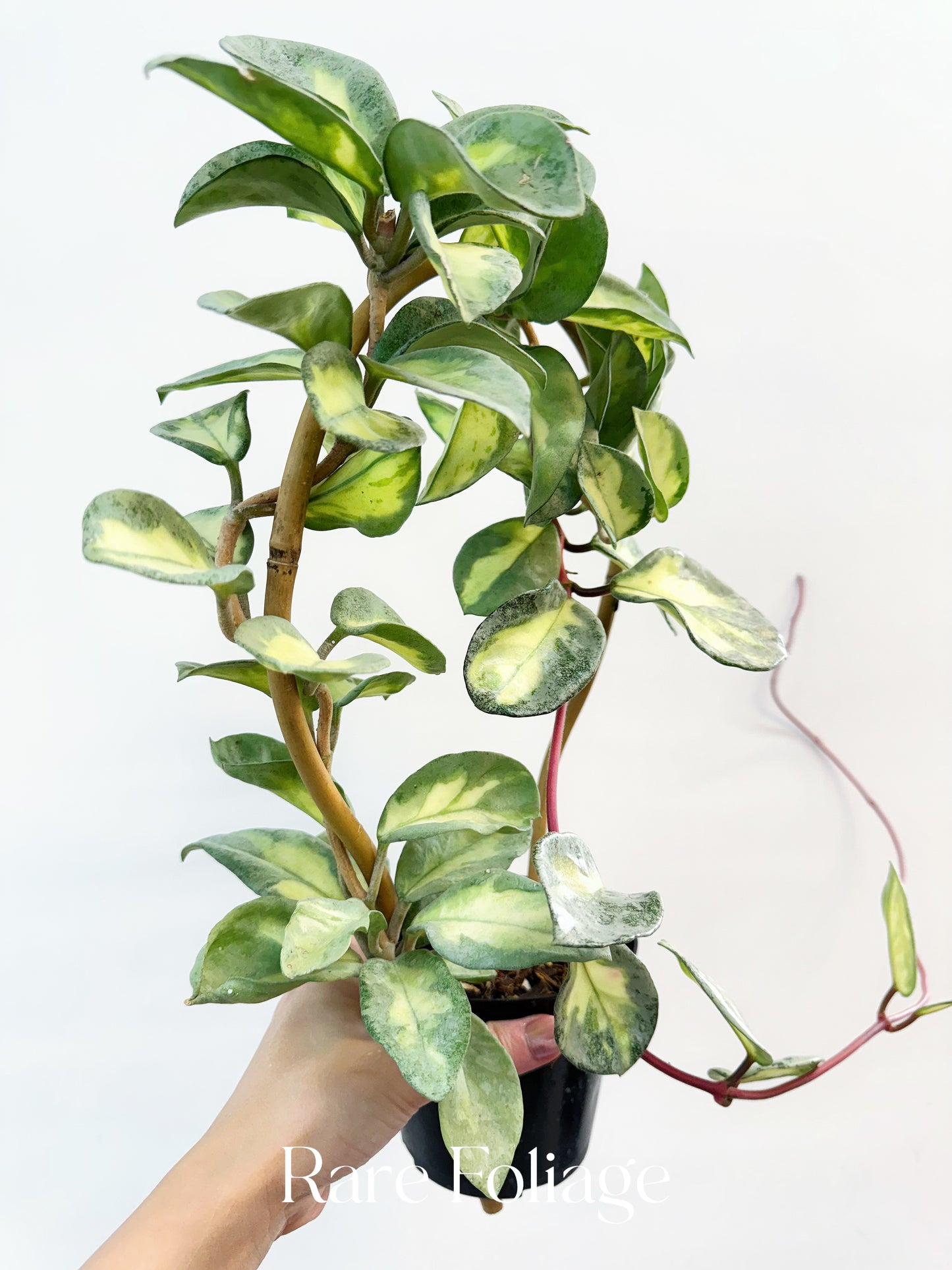 Hoya Argentea Princess 4” XL Exact Plant