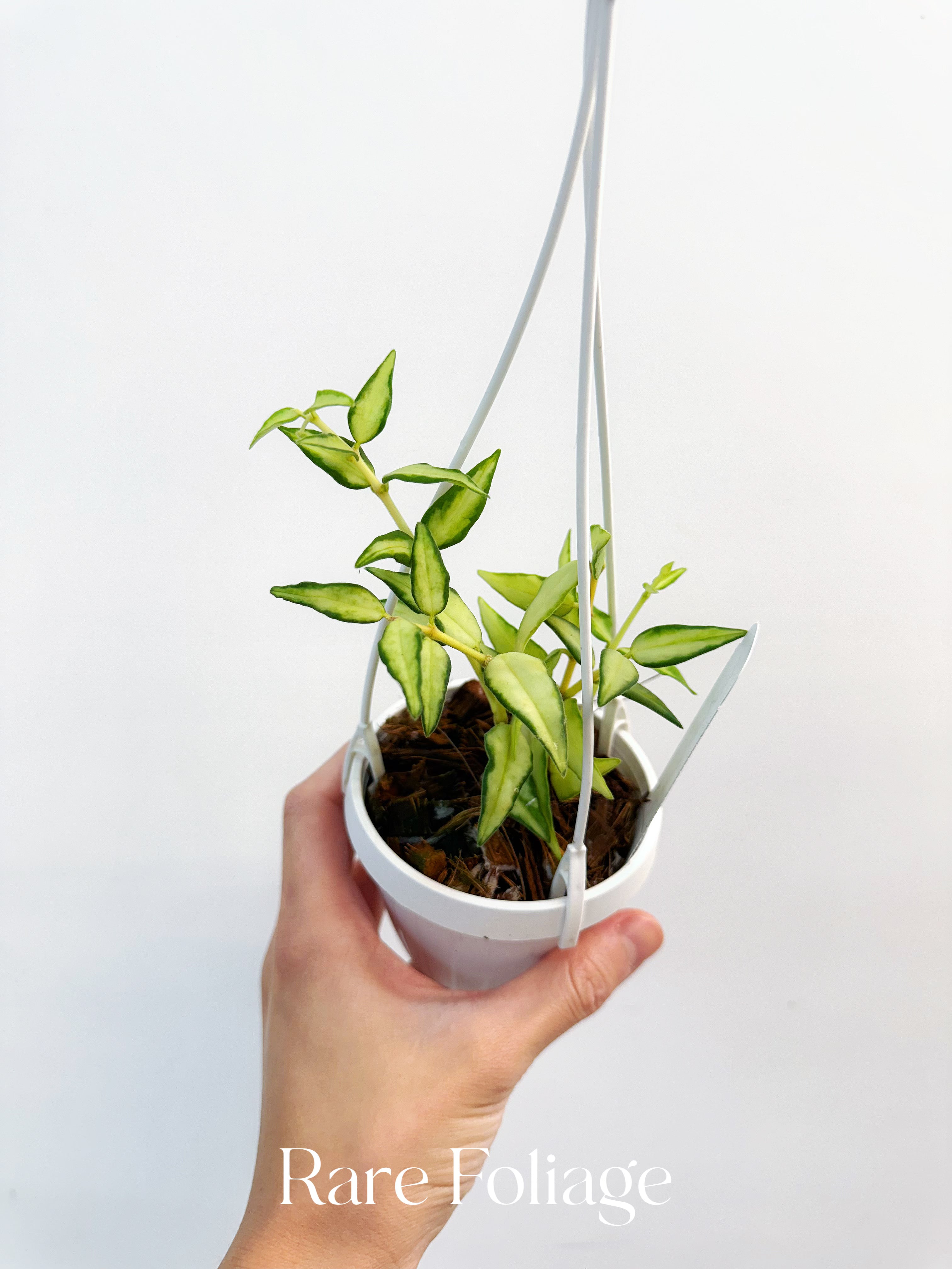 Hoya Bella Luis Bois 3" Hanging Basket