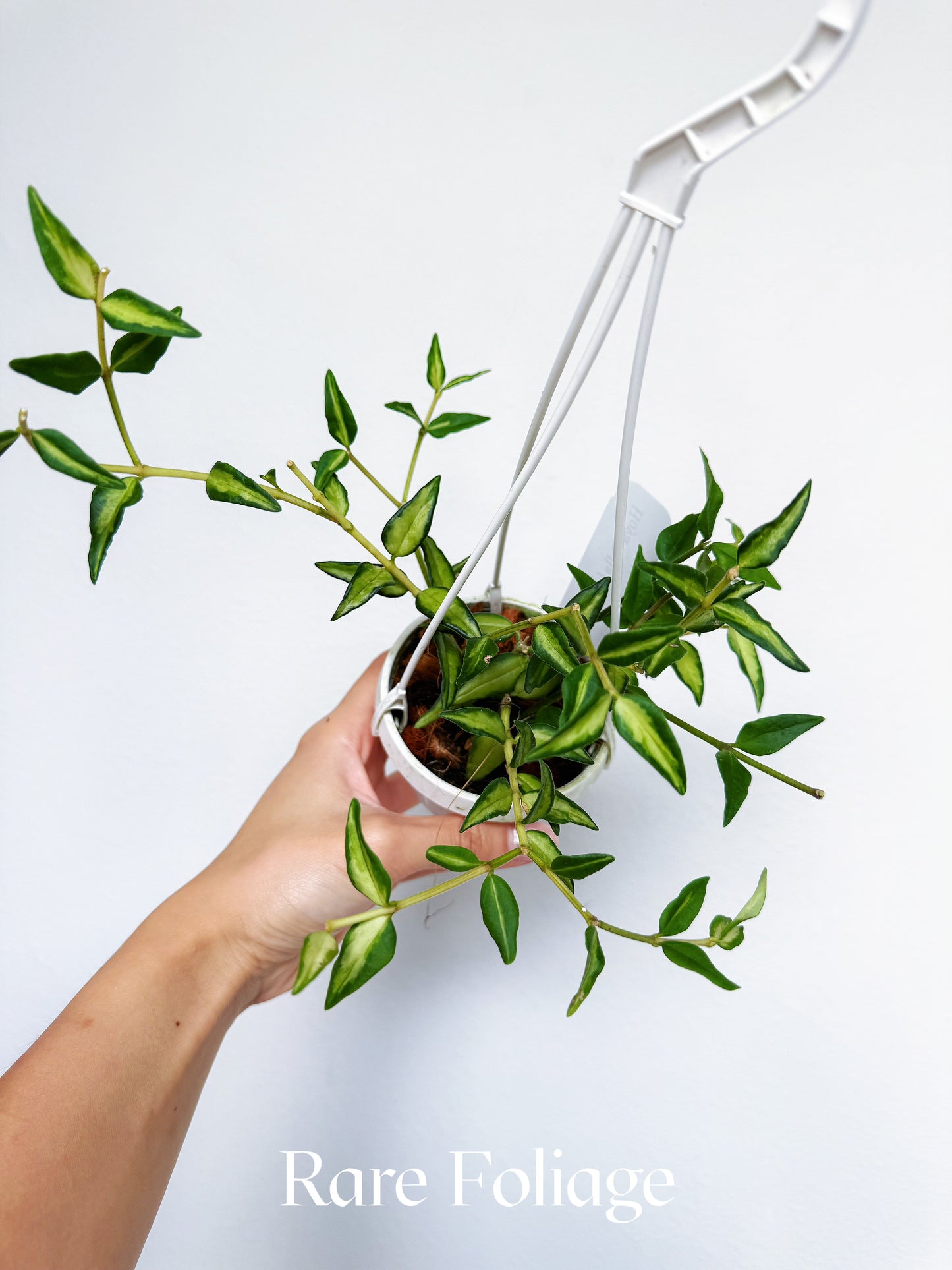 Hoya Bella Luis Bois 3" Hanging Basket