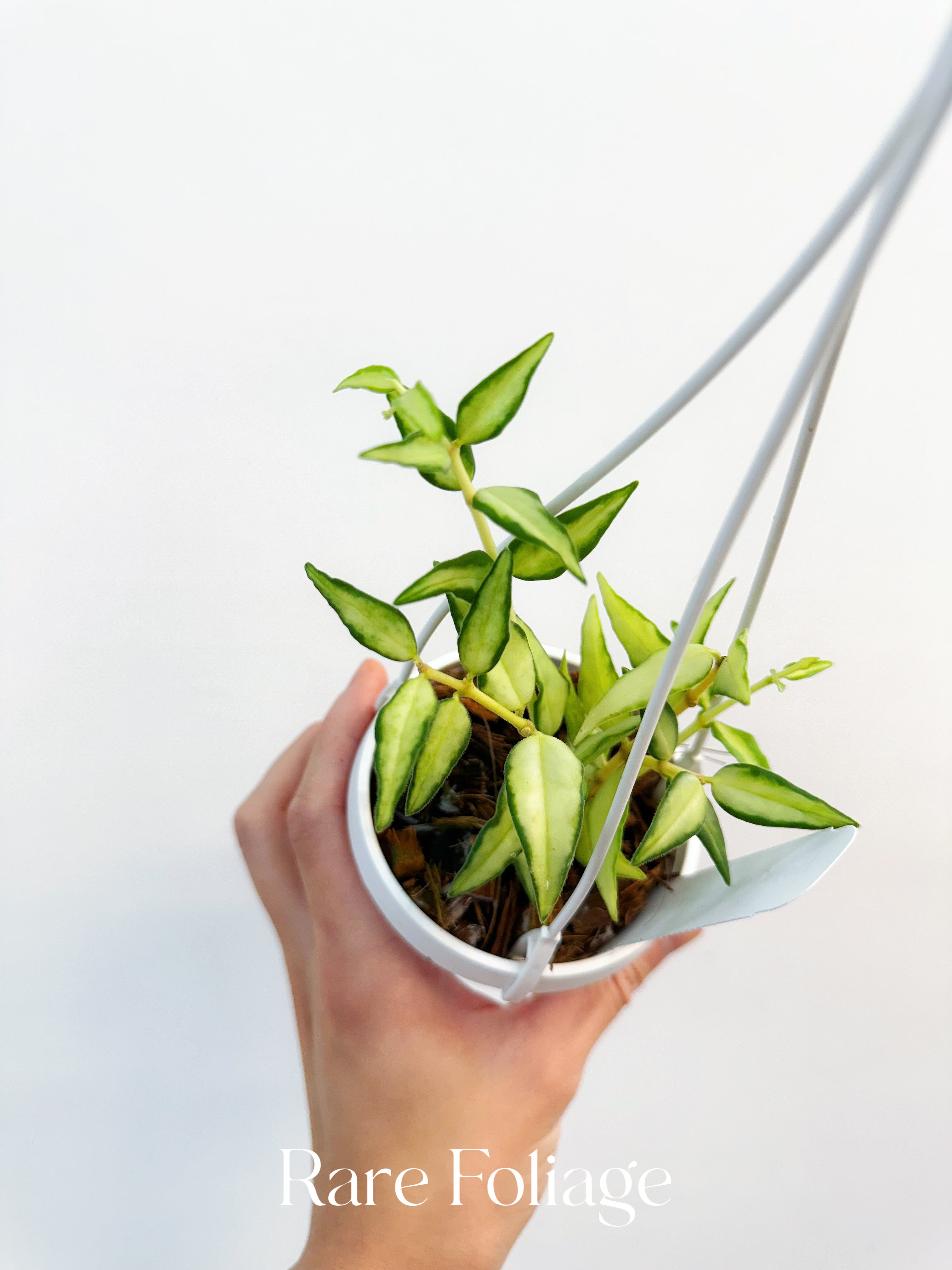 Hoya Bella Luis Bois 3" Hanging Basket - Thumbnail 2