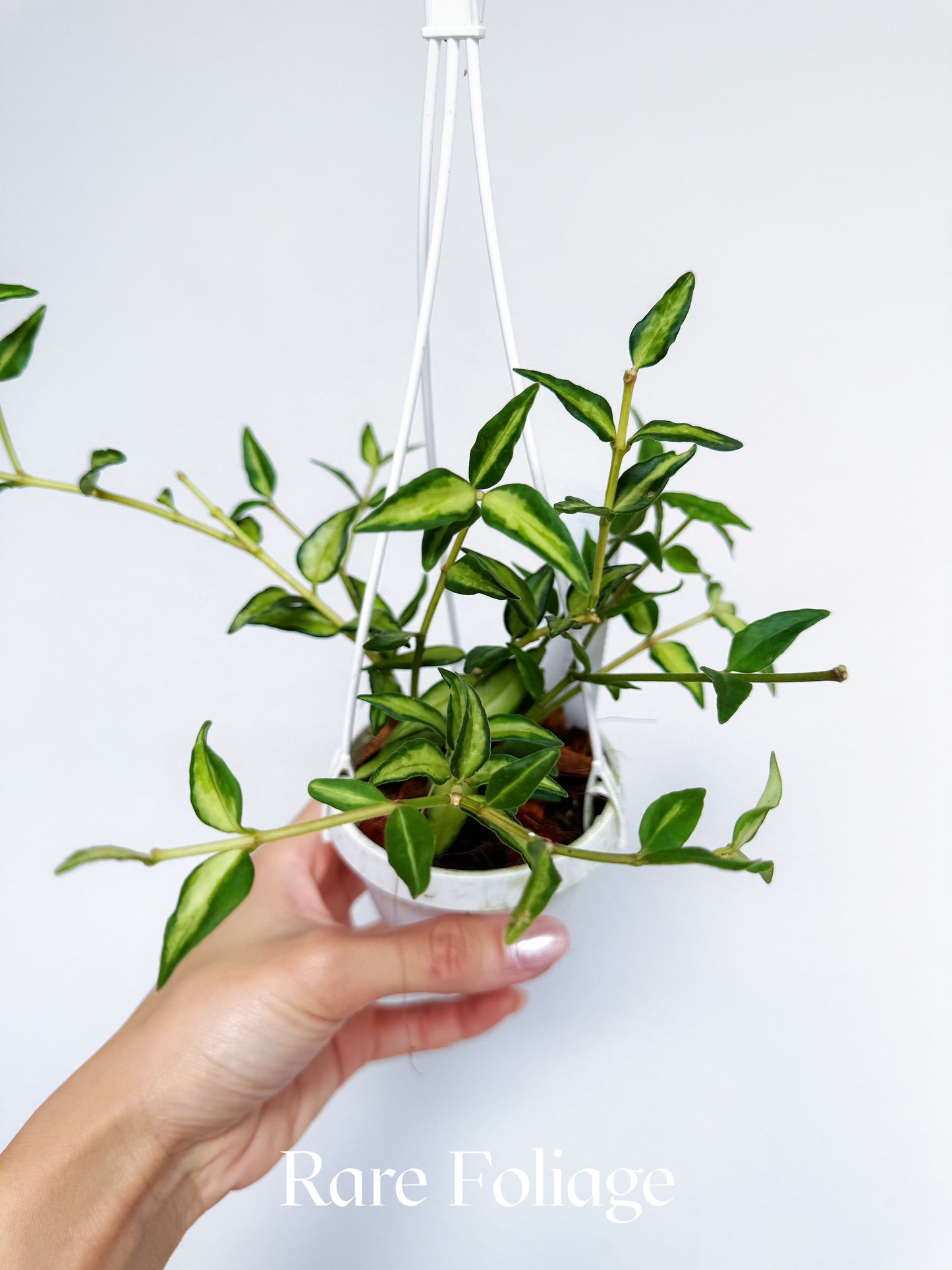 Hoya Bella Luis Bois 3" Hanging Basket