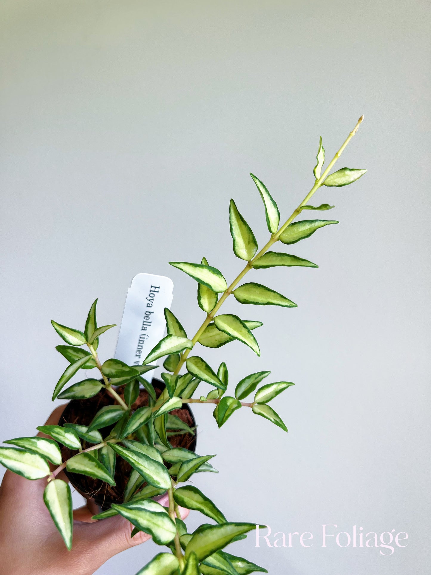 Hoya Bella Inner Variegated Luis Bois 3"