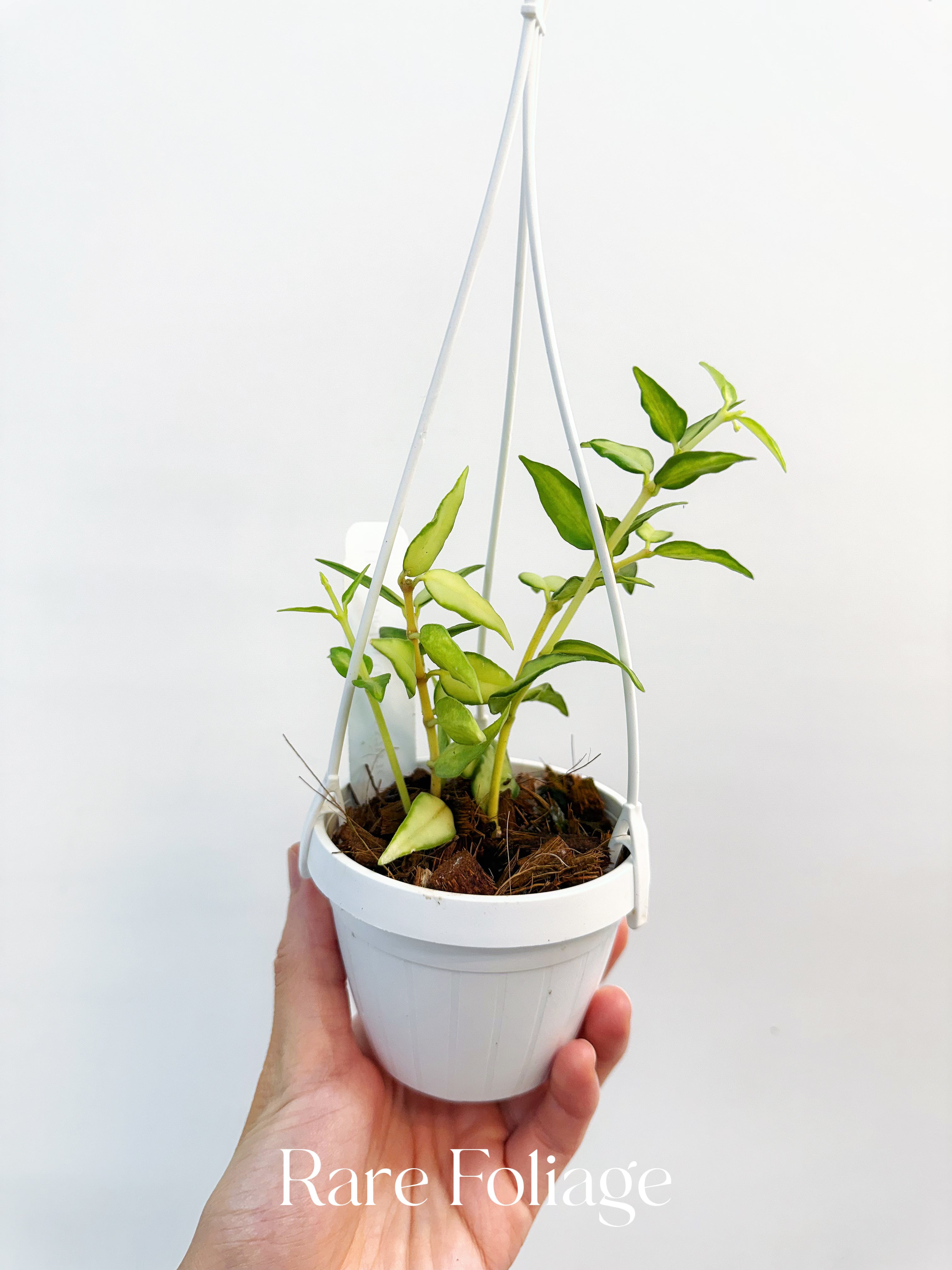 Hoya Bella Luis Bois 3" Hanging Basket - Thumbnail 3