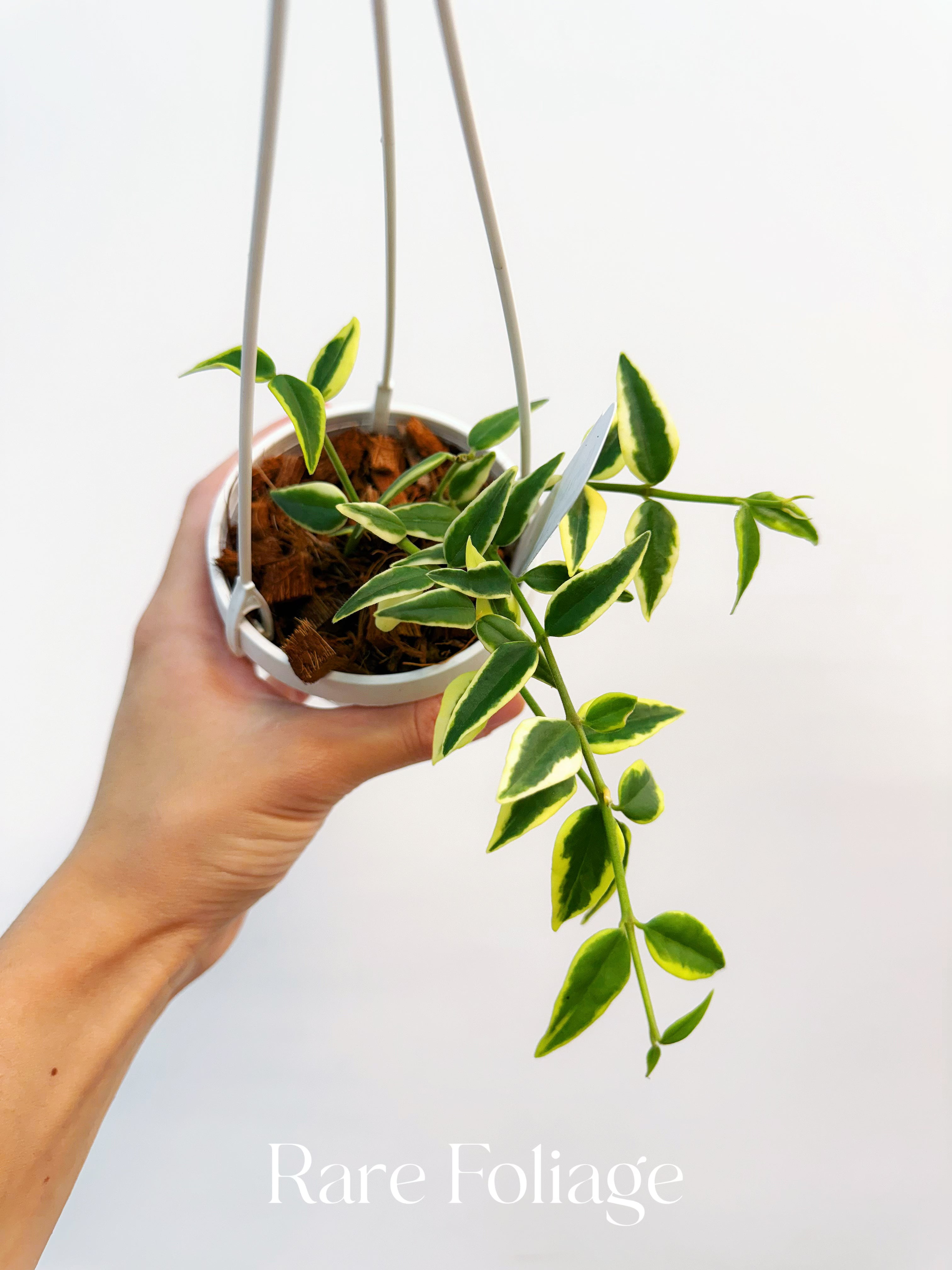 Hoya Bella Outer Variegated - Thumbnail 2