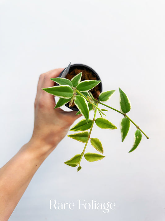 Hoya Bella Outer Variegated 3”