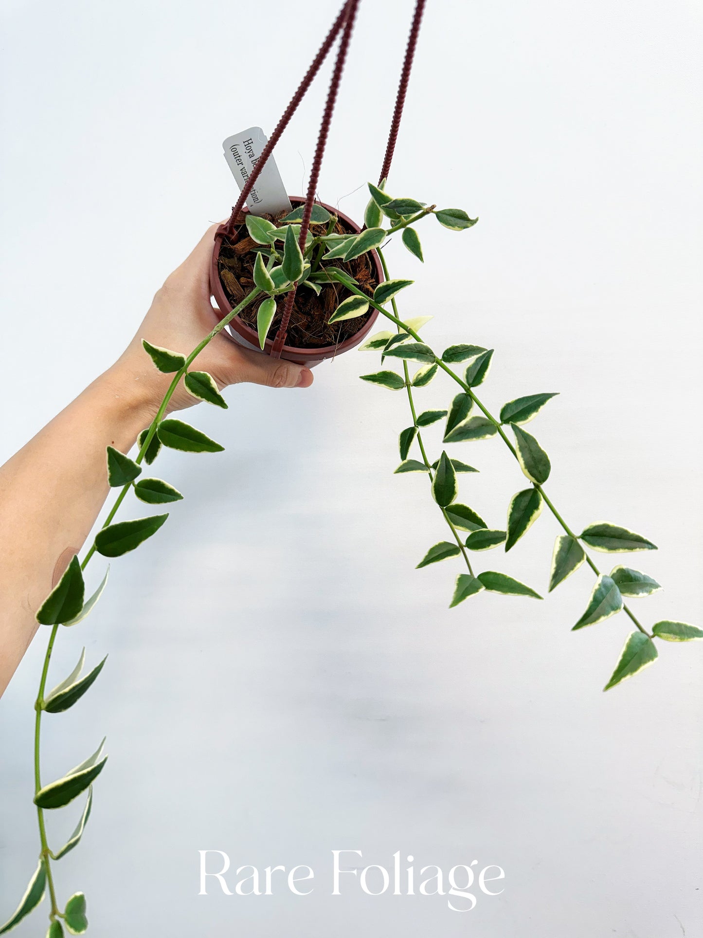Hoya Bella Outer Variegated 4”