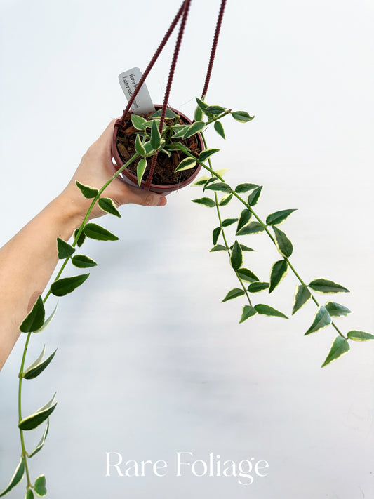 Hoya Bella Outer Variegated 4”