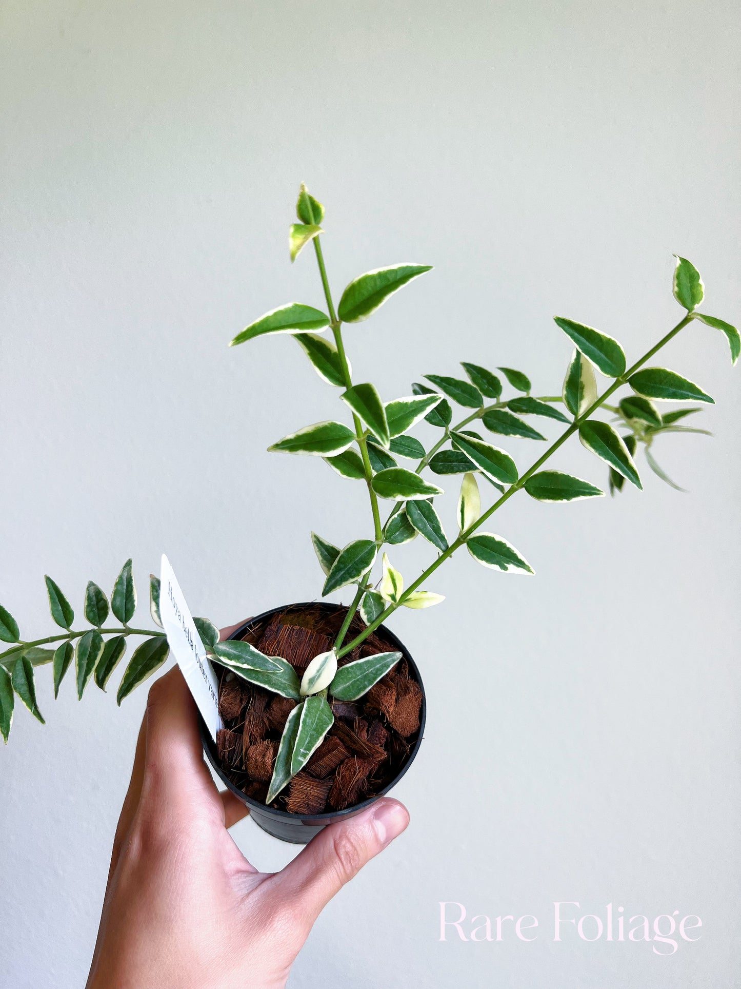 Hoya Bella Outer Variegated 3”  - US SELLER