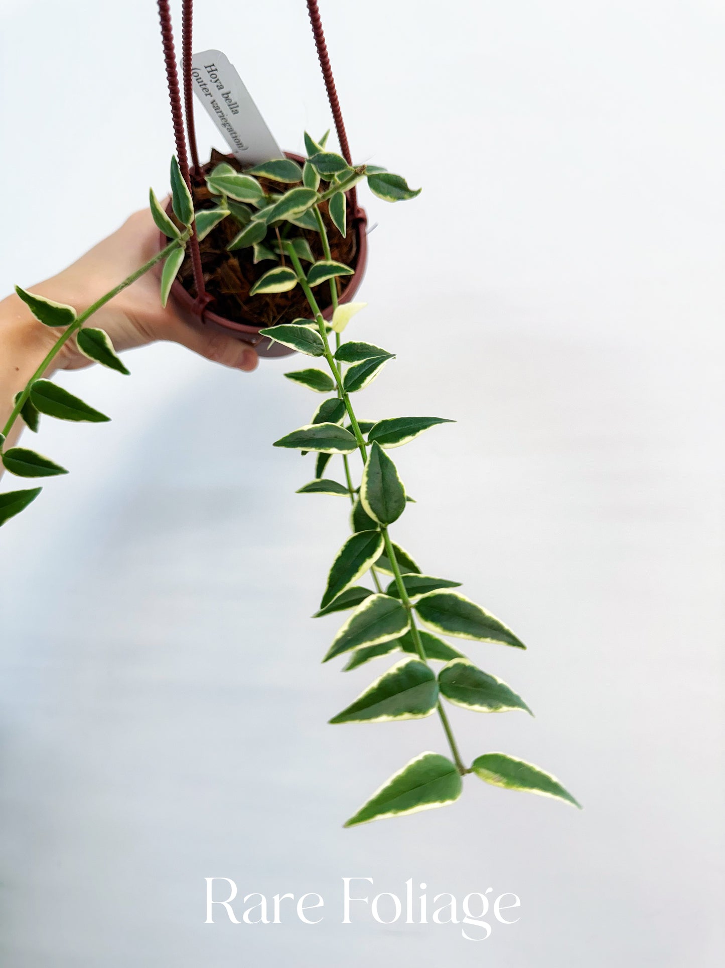 Hoya Bella Outer Variegated 4”