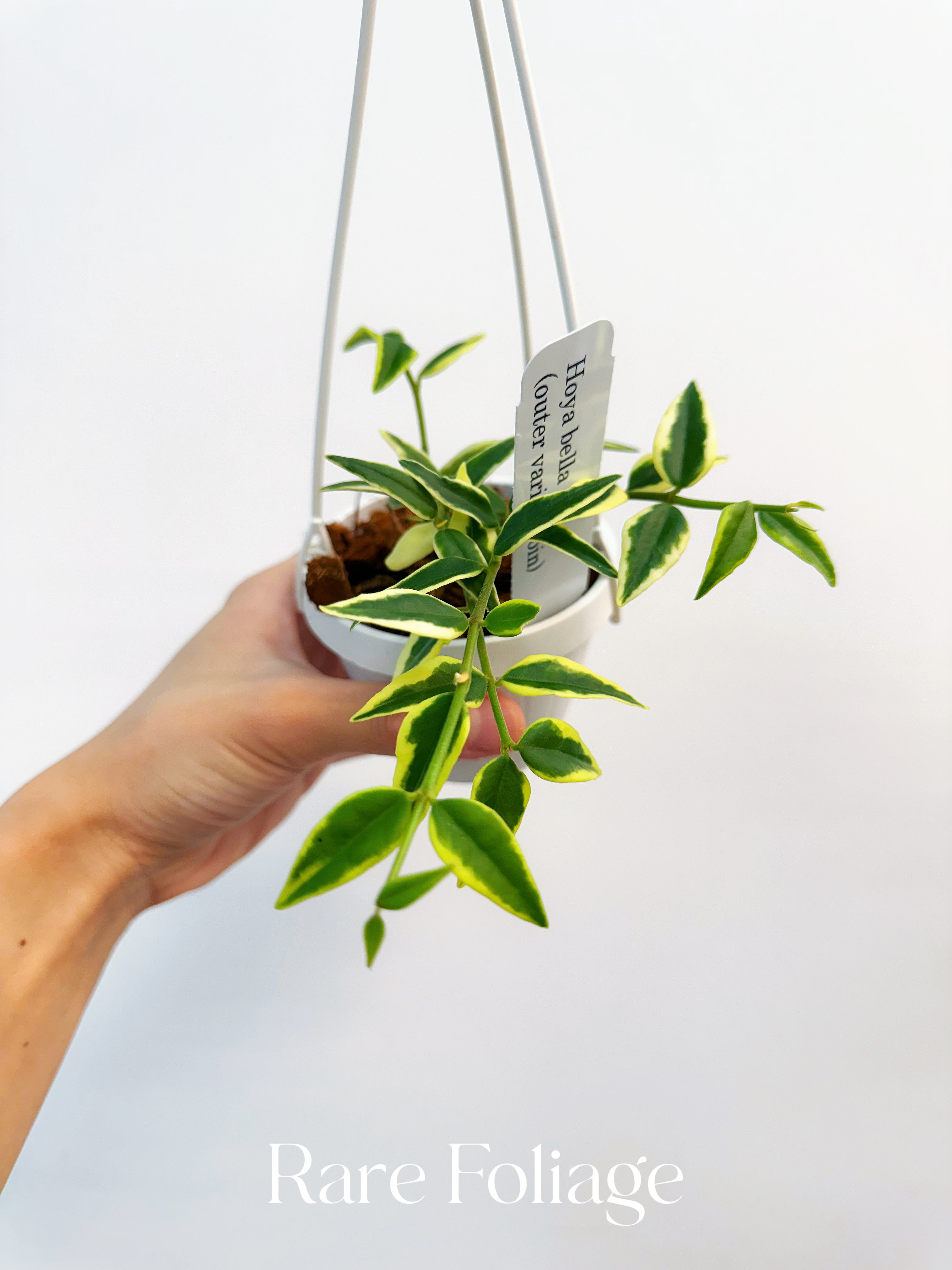 Hoya Bella Outer Variegated