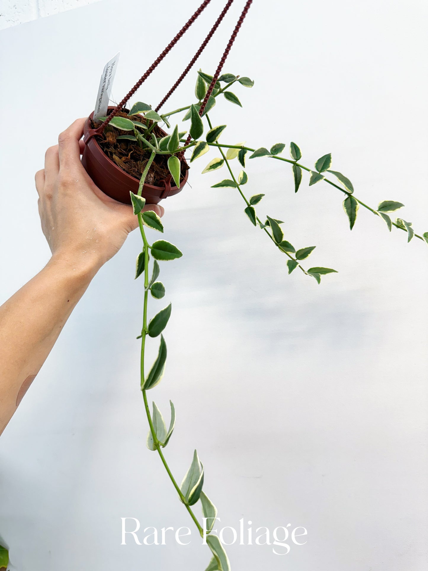 Hoya Bella Outer Variegated 4”