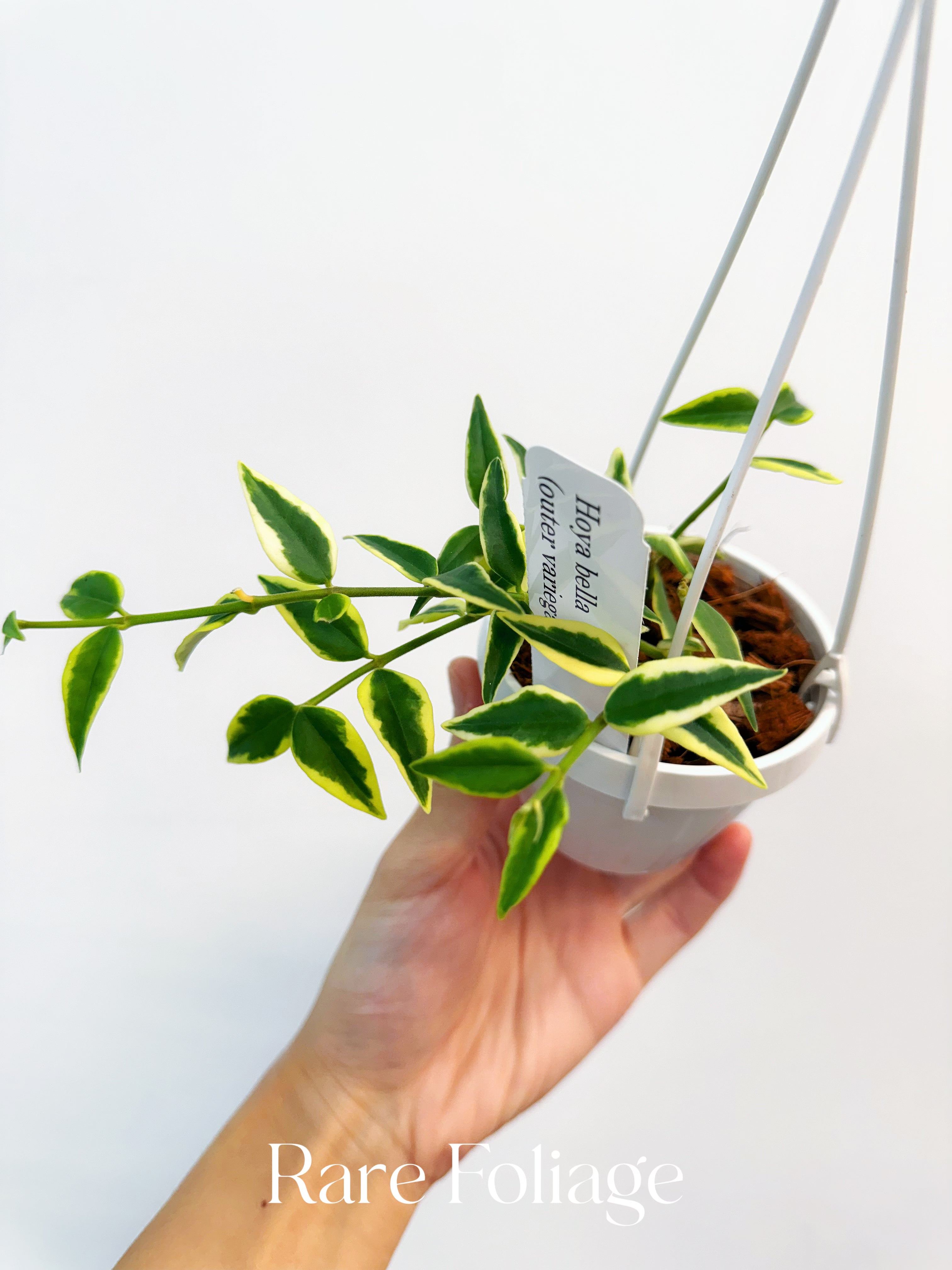 Hoya Bella Outer Variegated - Thumbnail 3