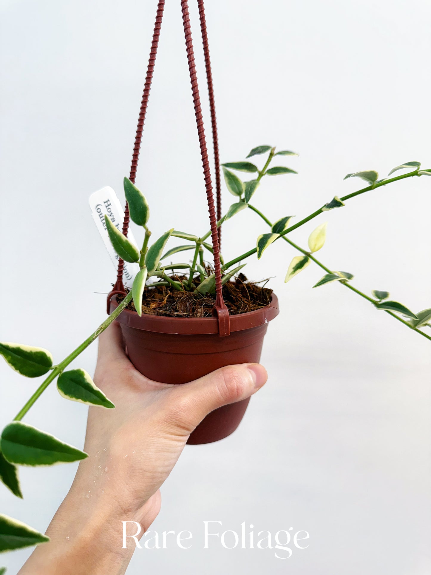 Hoya Bella Outer Variegated 4”