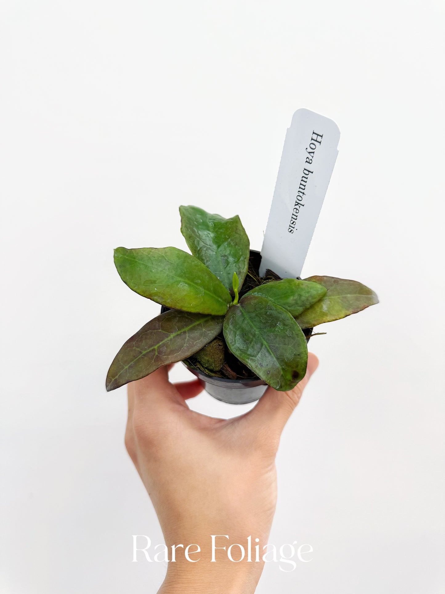 Hoya Buntokensis 3"