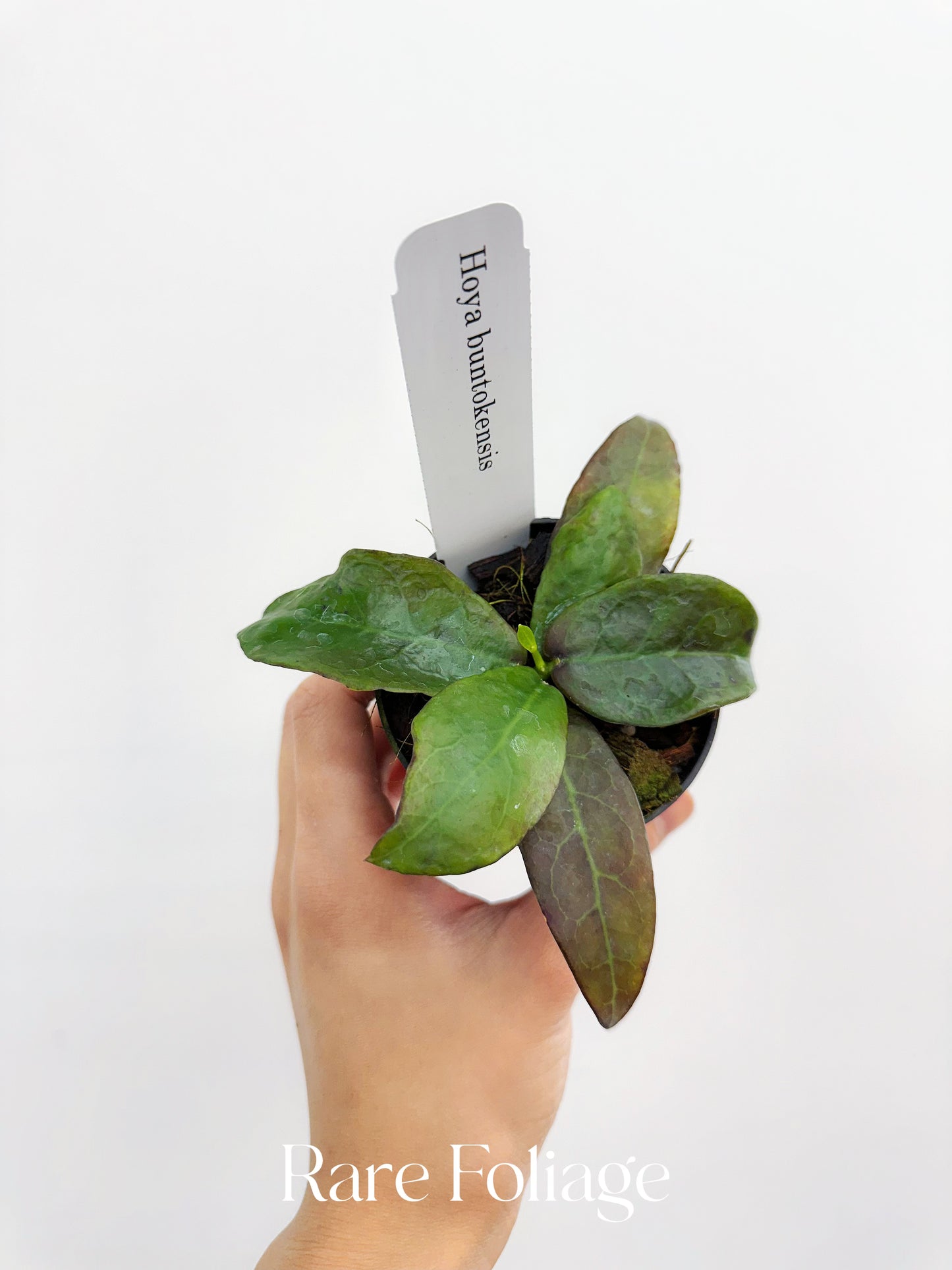 Hoya Buntokensis 3"