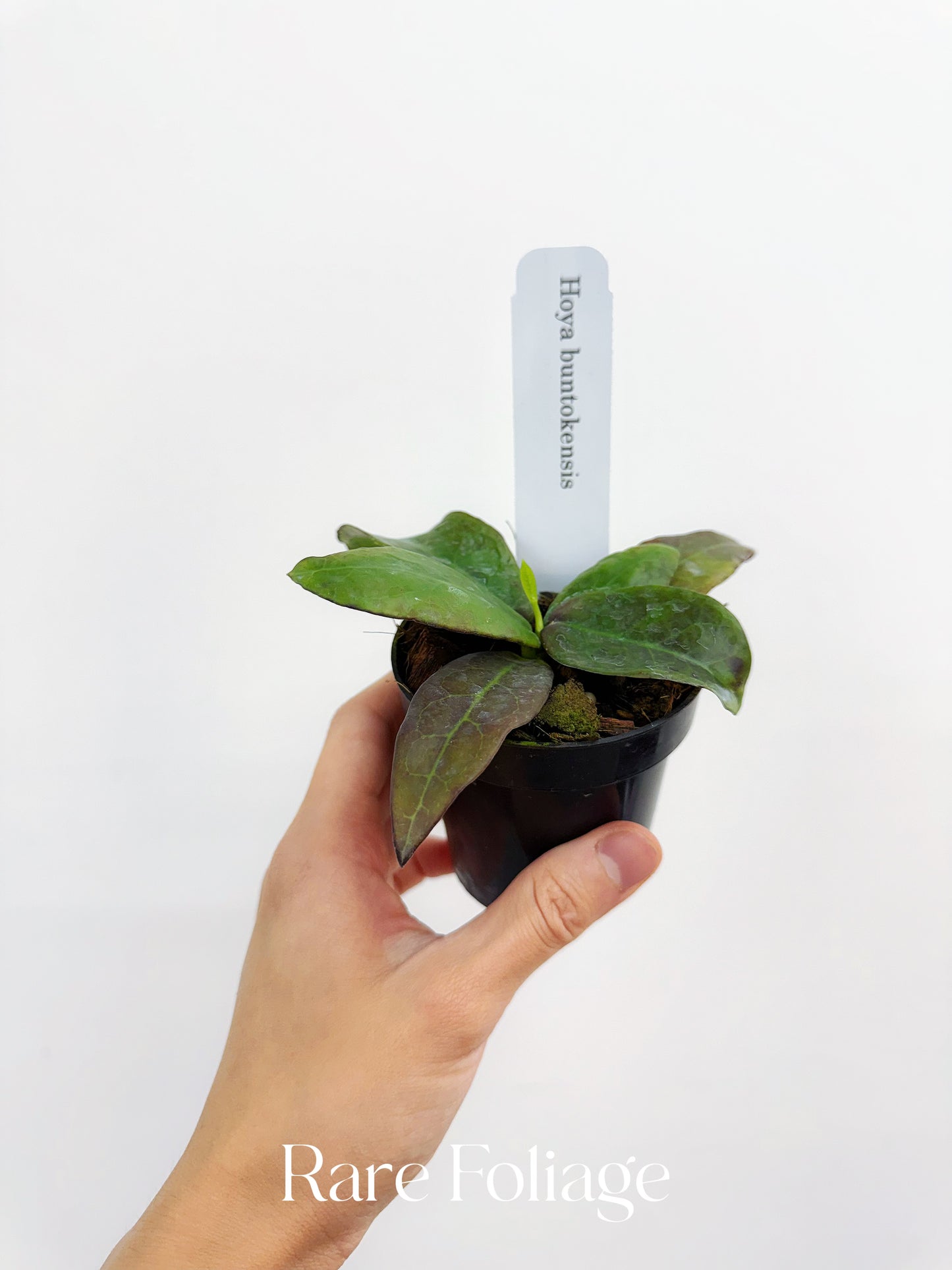 Hoya Buntokensis 3"