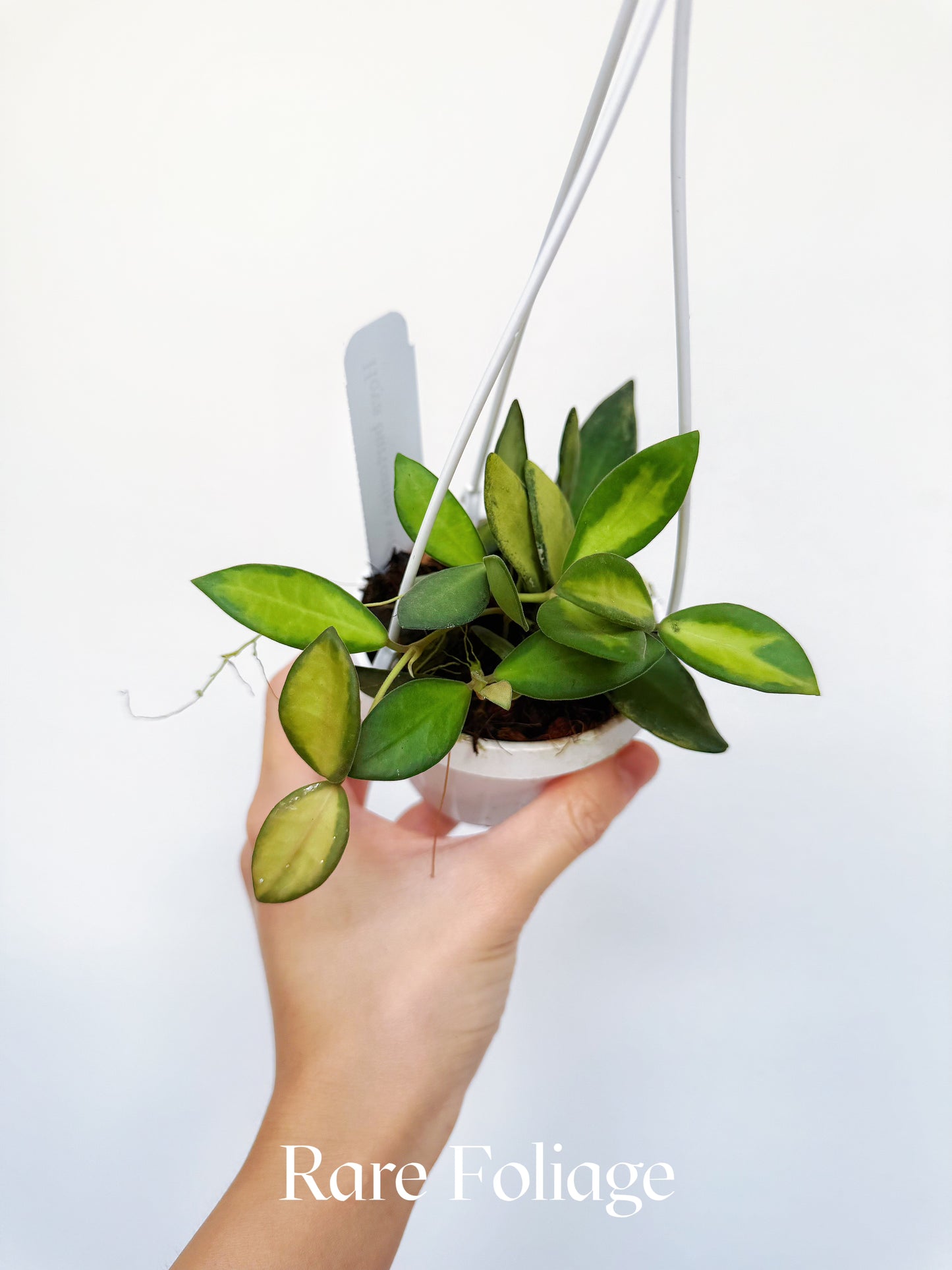 Hoya Burtoniae DS-70 3"