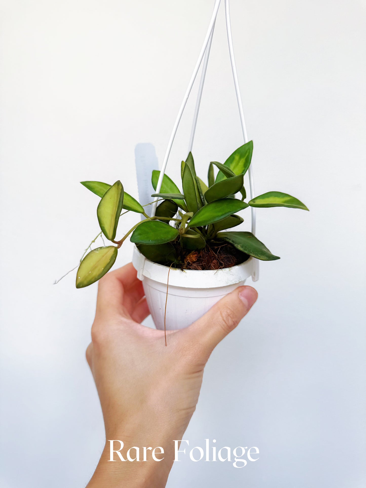 Hoya Burtoniae DS-70 3"