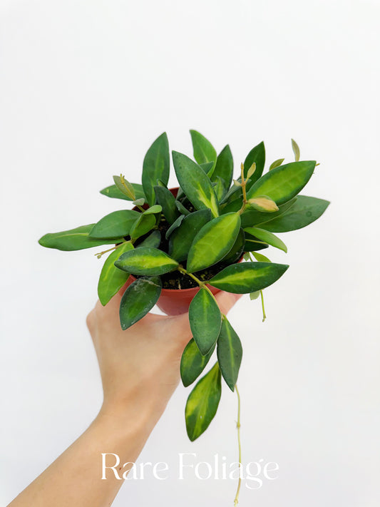 Hoya Burtoniae Variegated 4"