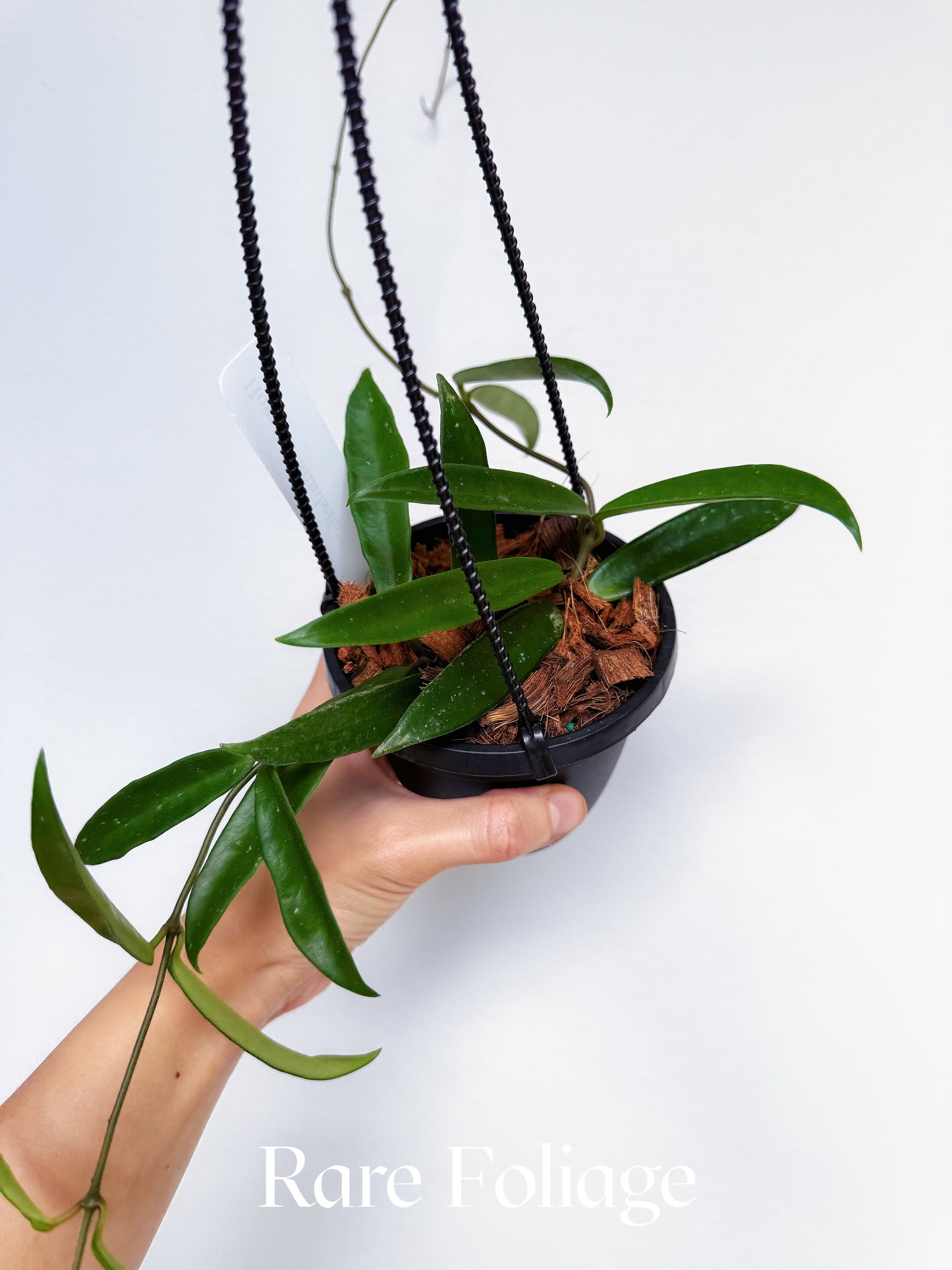 Hoya CV Minibelle 4"