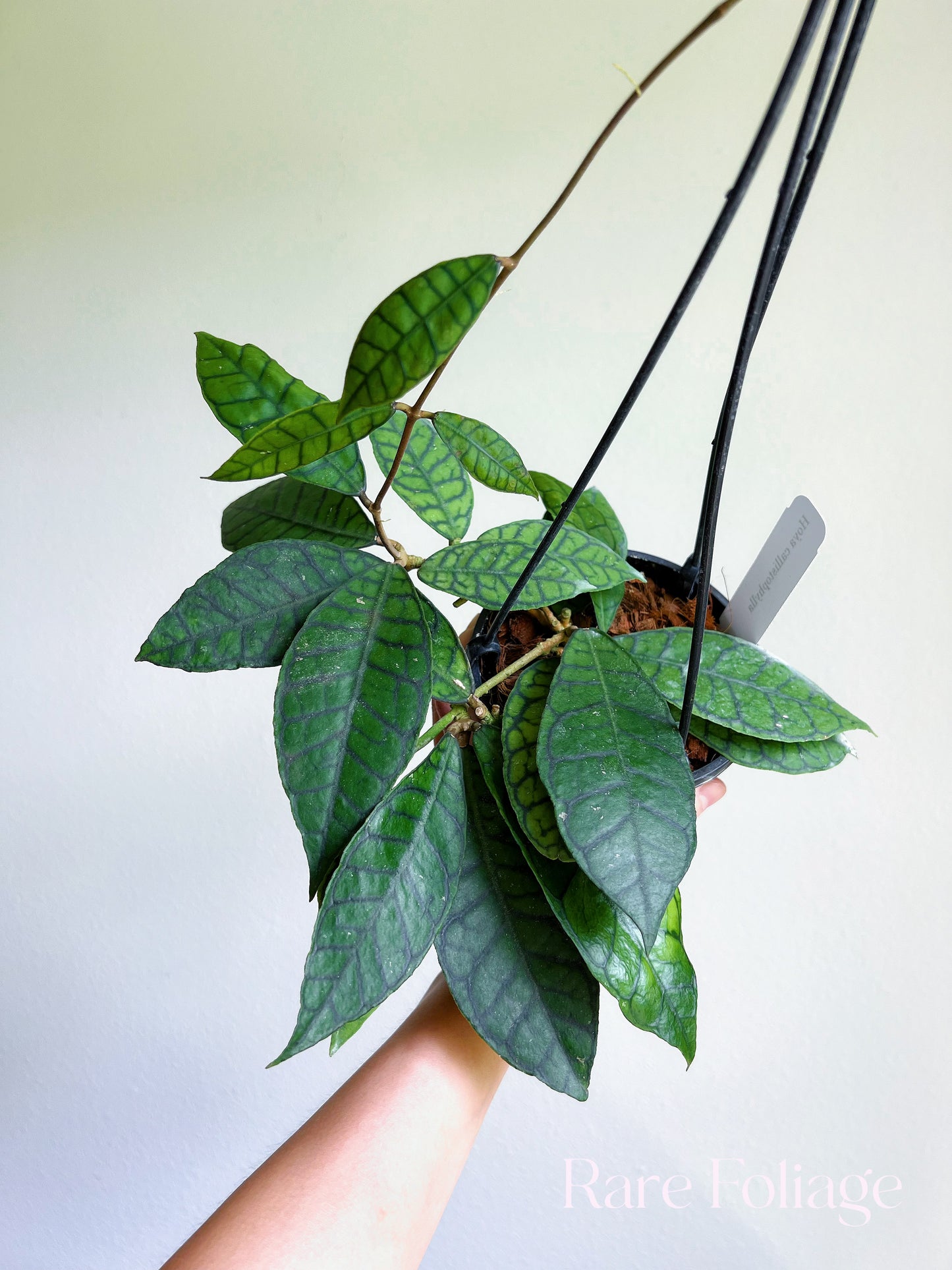 Hoya Callistophylla 5” Hanging Basket Mother Plant